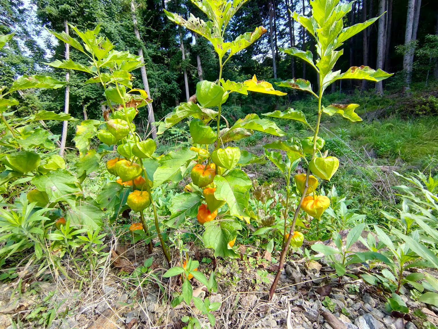 Una planta de physalis creciendo en un campo con frutos amarillos en los tallos