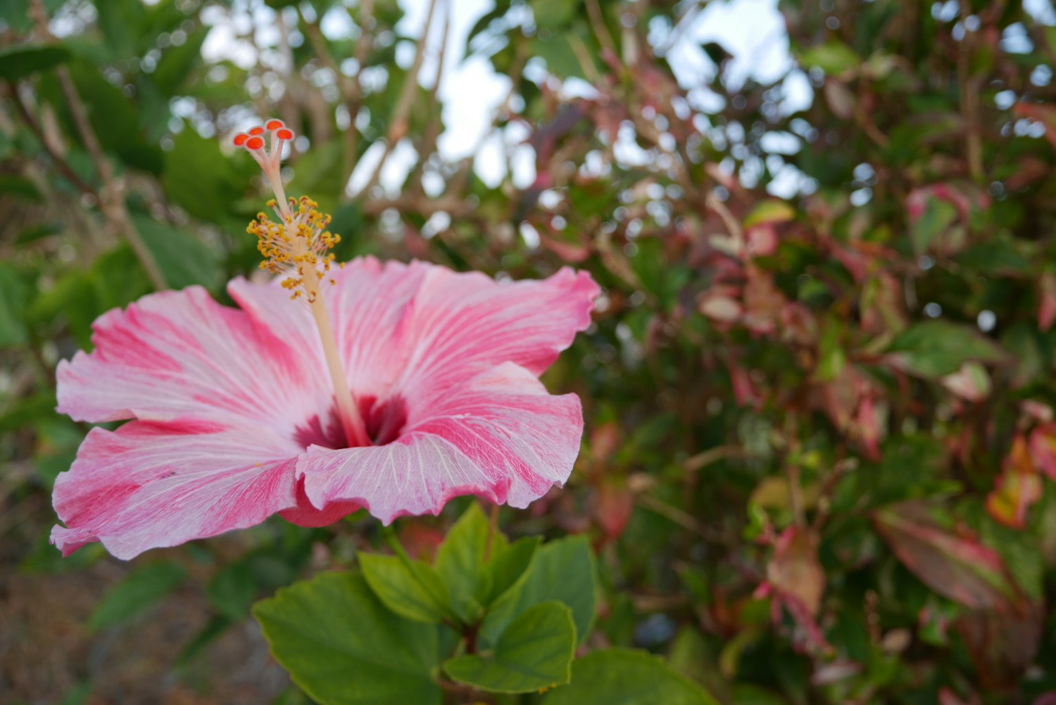 粉白相间的芙蓉花在绿色叶子和背景中显得突出