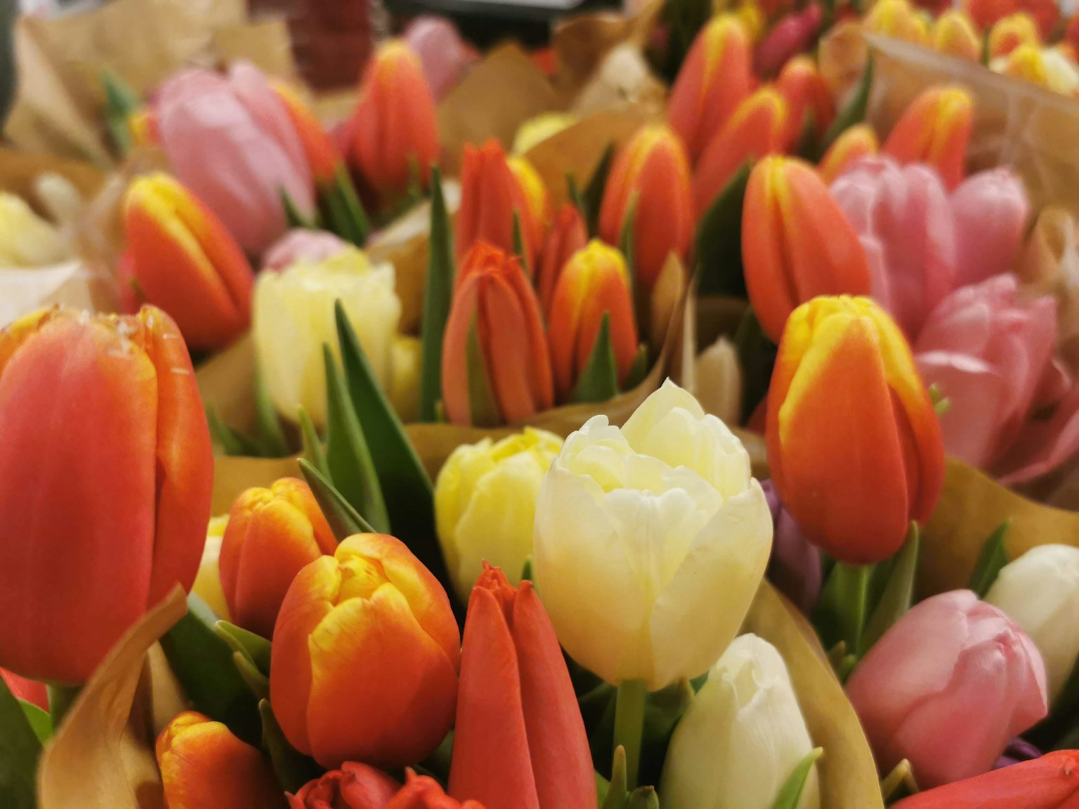 Una vivace esposizione di bouquet di tulipani colorati