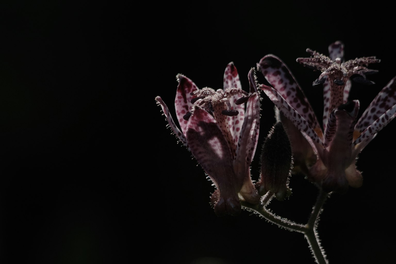 Dos flores moradas contra un fondo oscuro