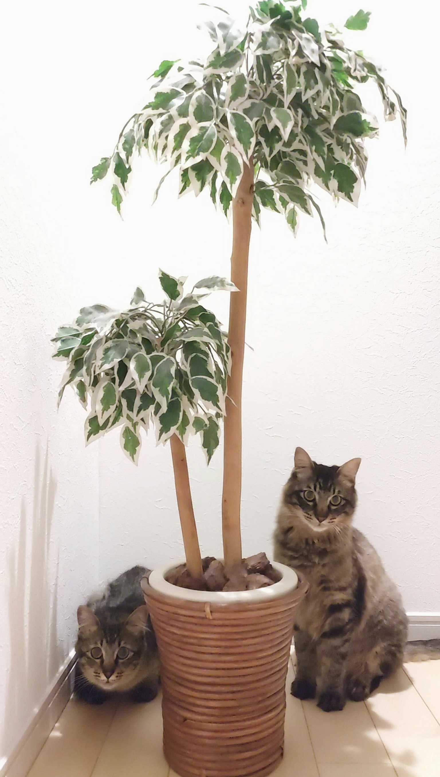 Scena interna con una pianta in vaso e due gatti