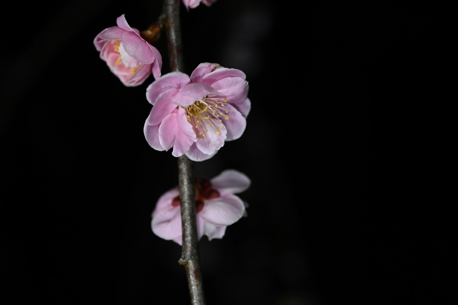 Branche de fleurs roses sur fond noir