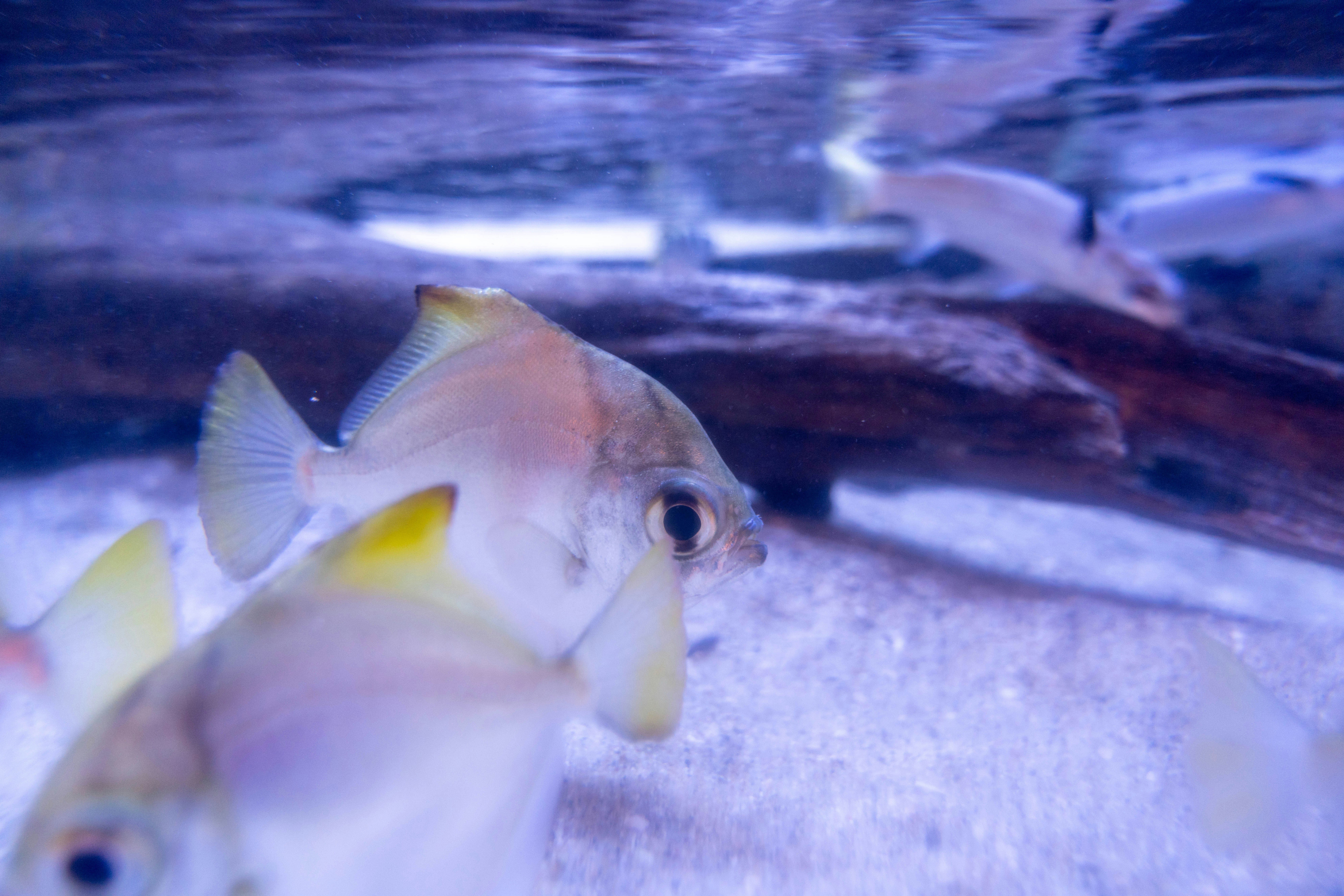 水族箱裡游動的魚的水下景象