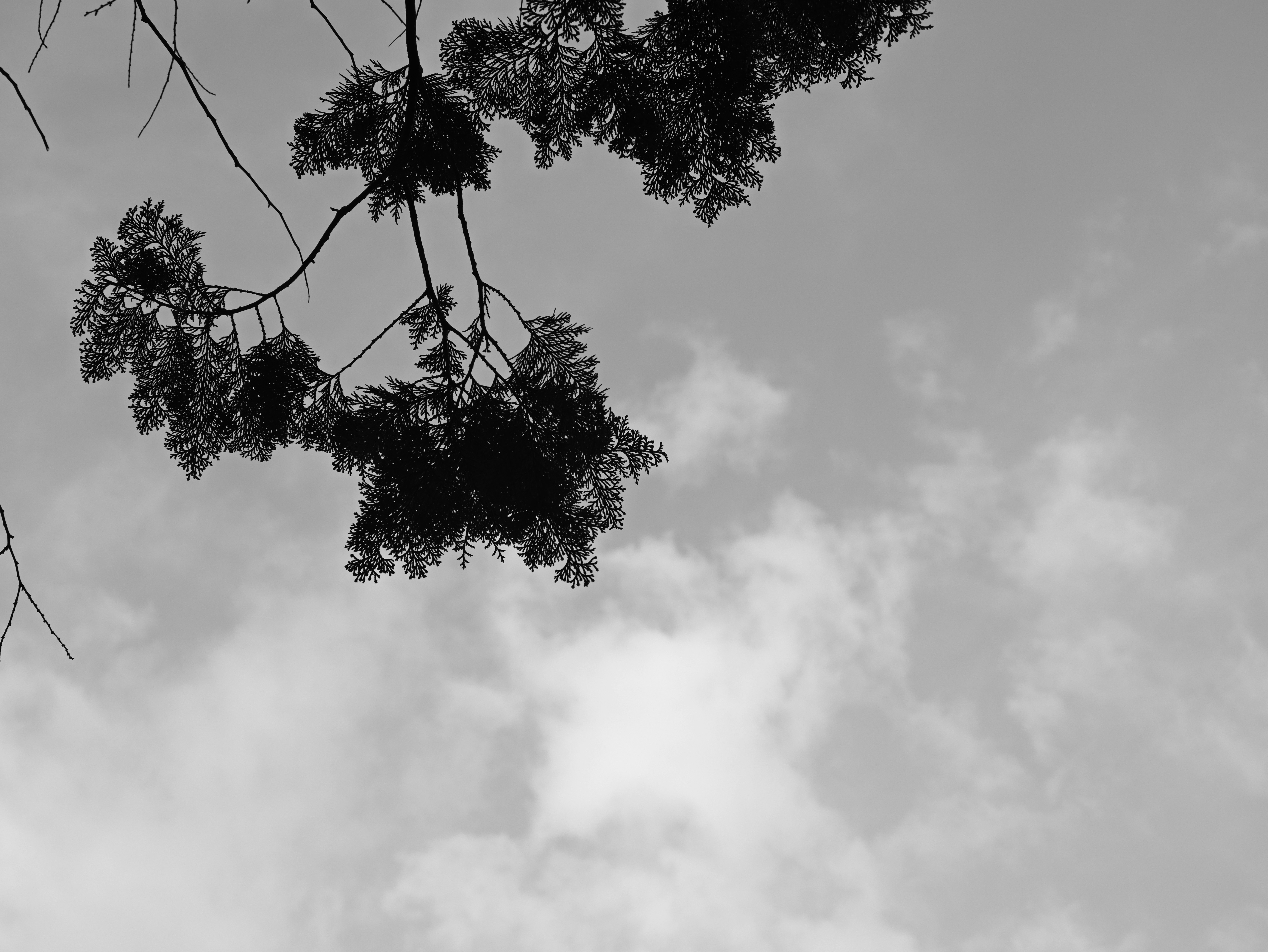空に広がる雲と木の枝のシルエット