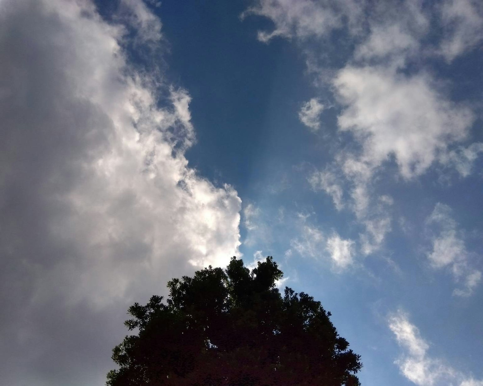 Silhouette di un albero contro uno sfondo di cielo blu e nuvole