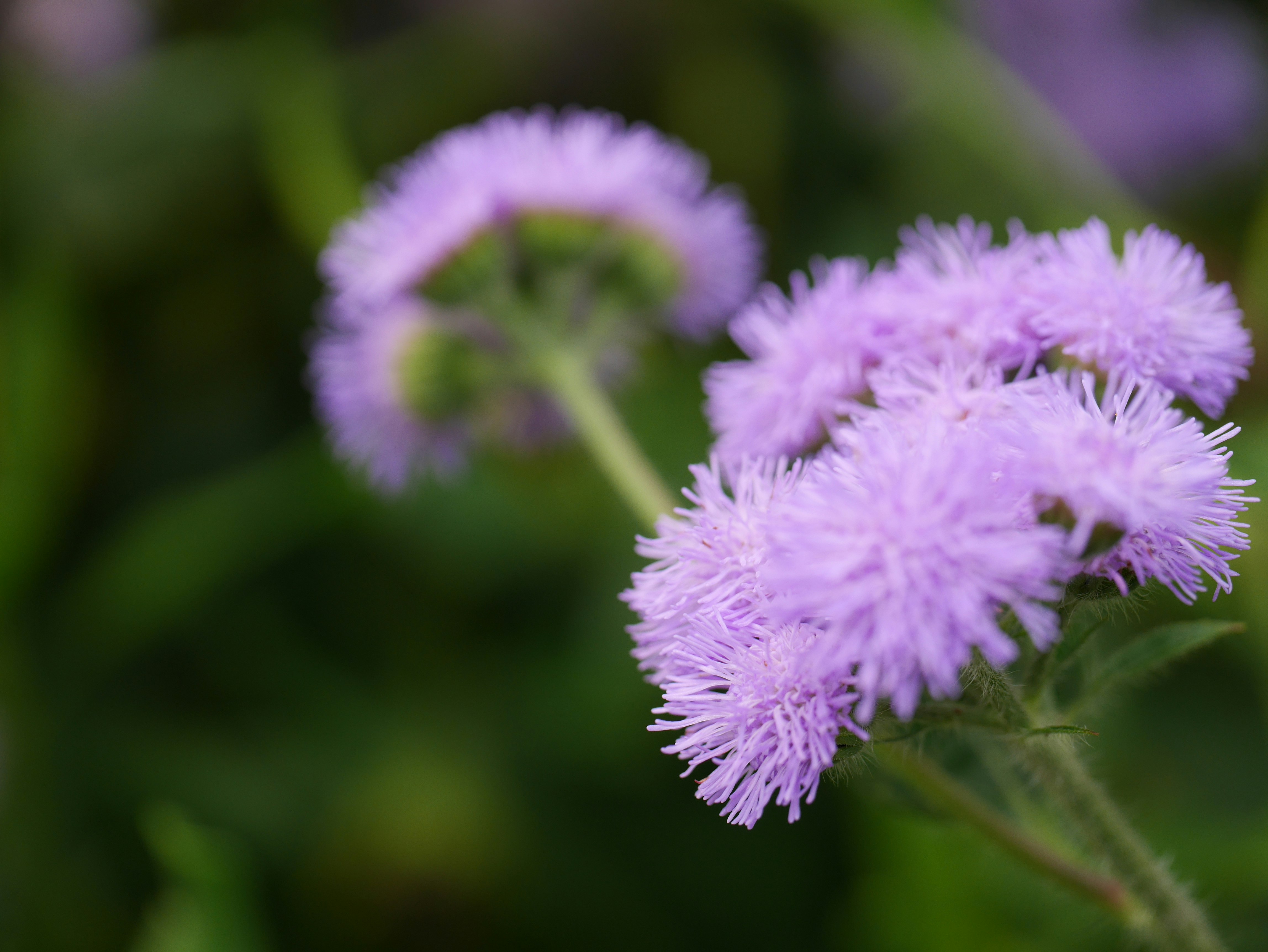 紫の花のクローズアップ