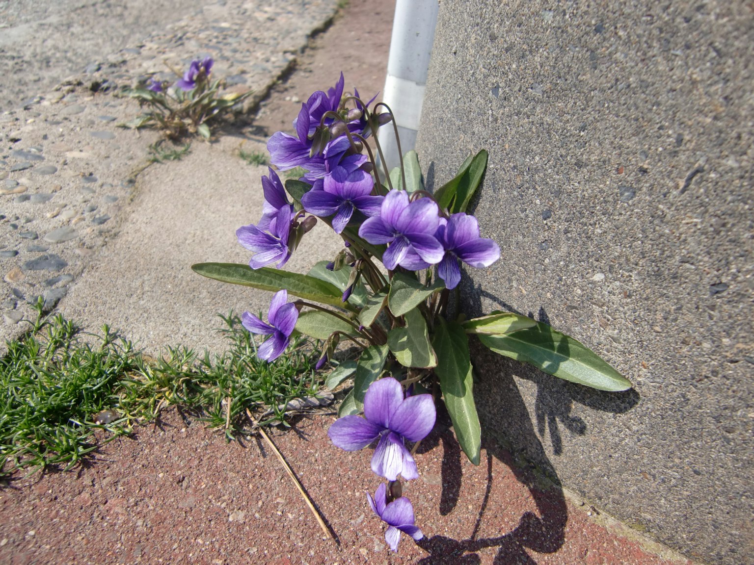Fleurs violettes poussant d'une fissure dans le béton