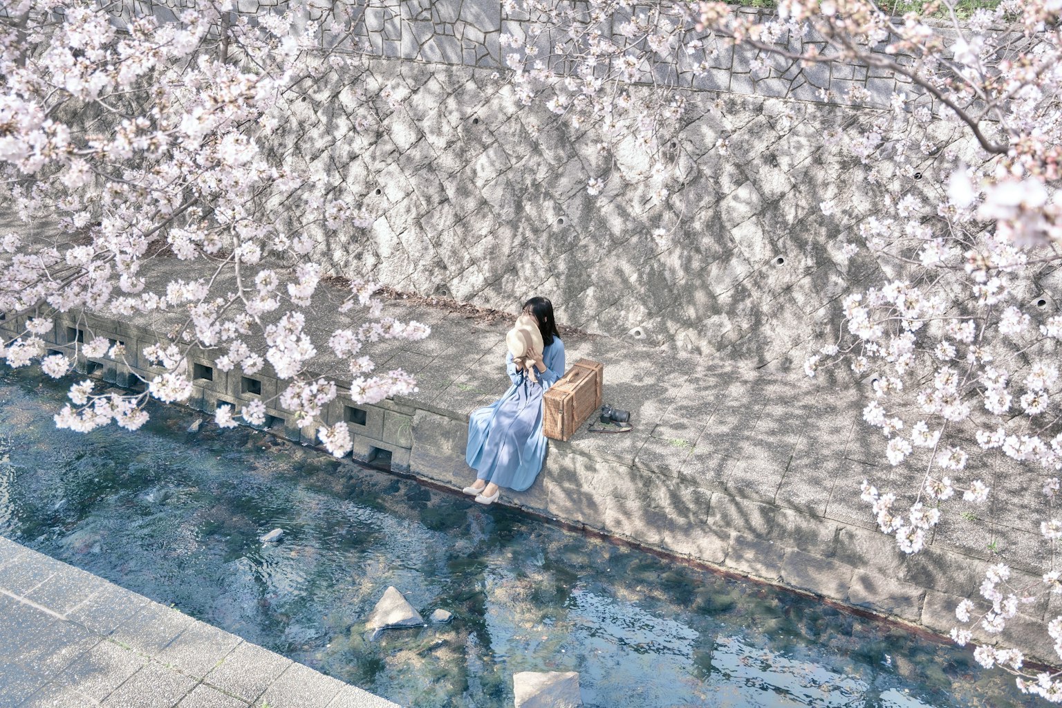 坐在櫻花樹下的女人