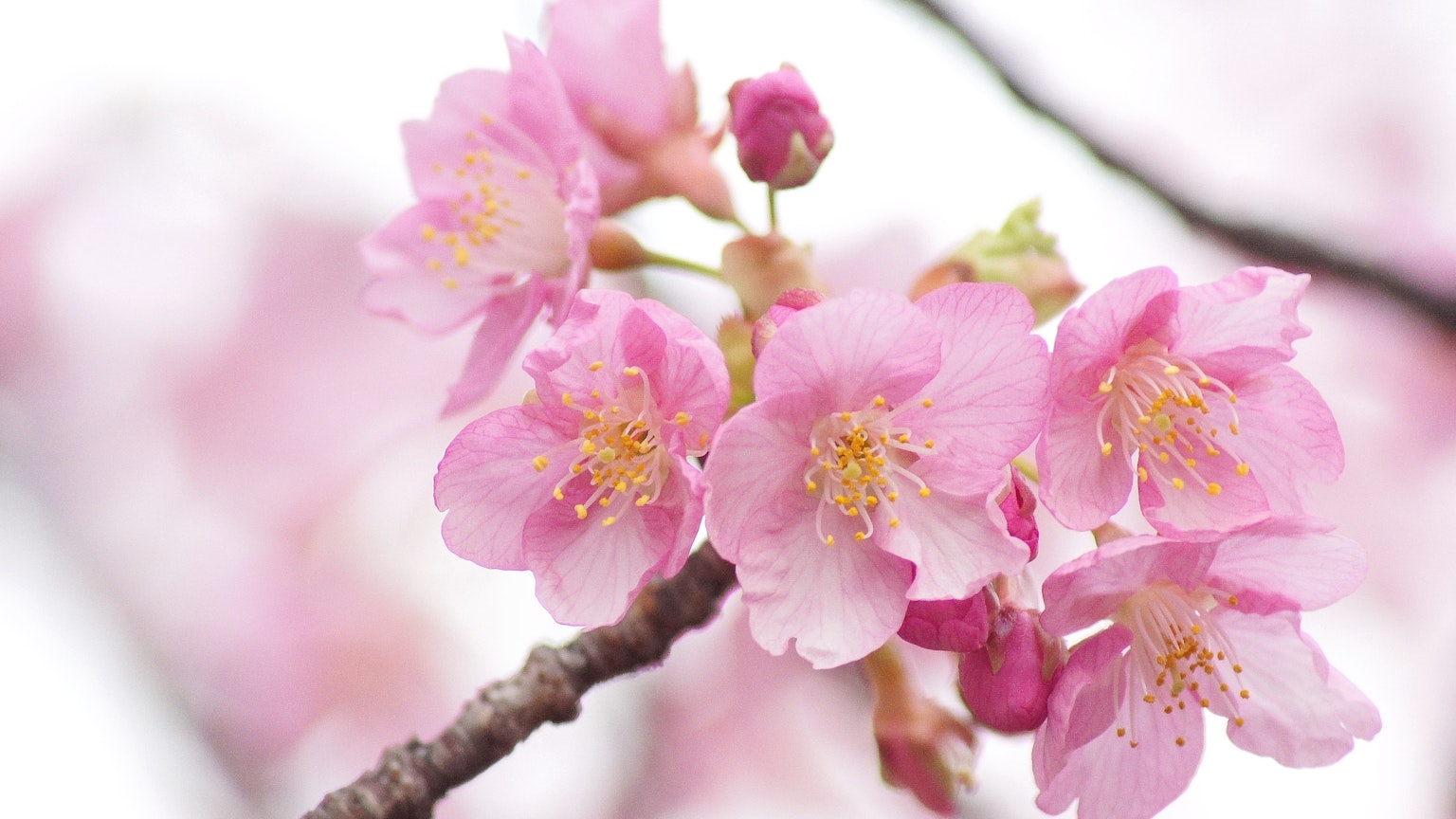 Pink cherry blossoms blooming on a branch