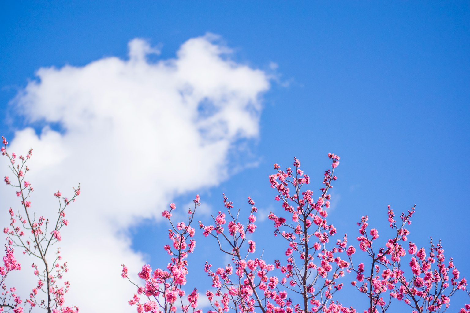 푸른 하늘과 구름을 배경으로 한 벚꽃 가지