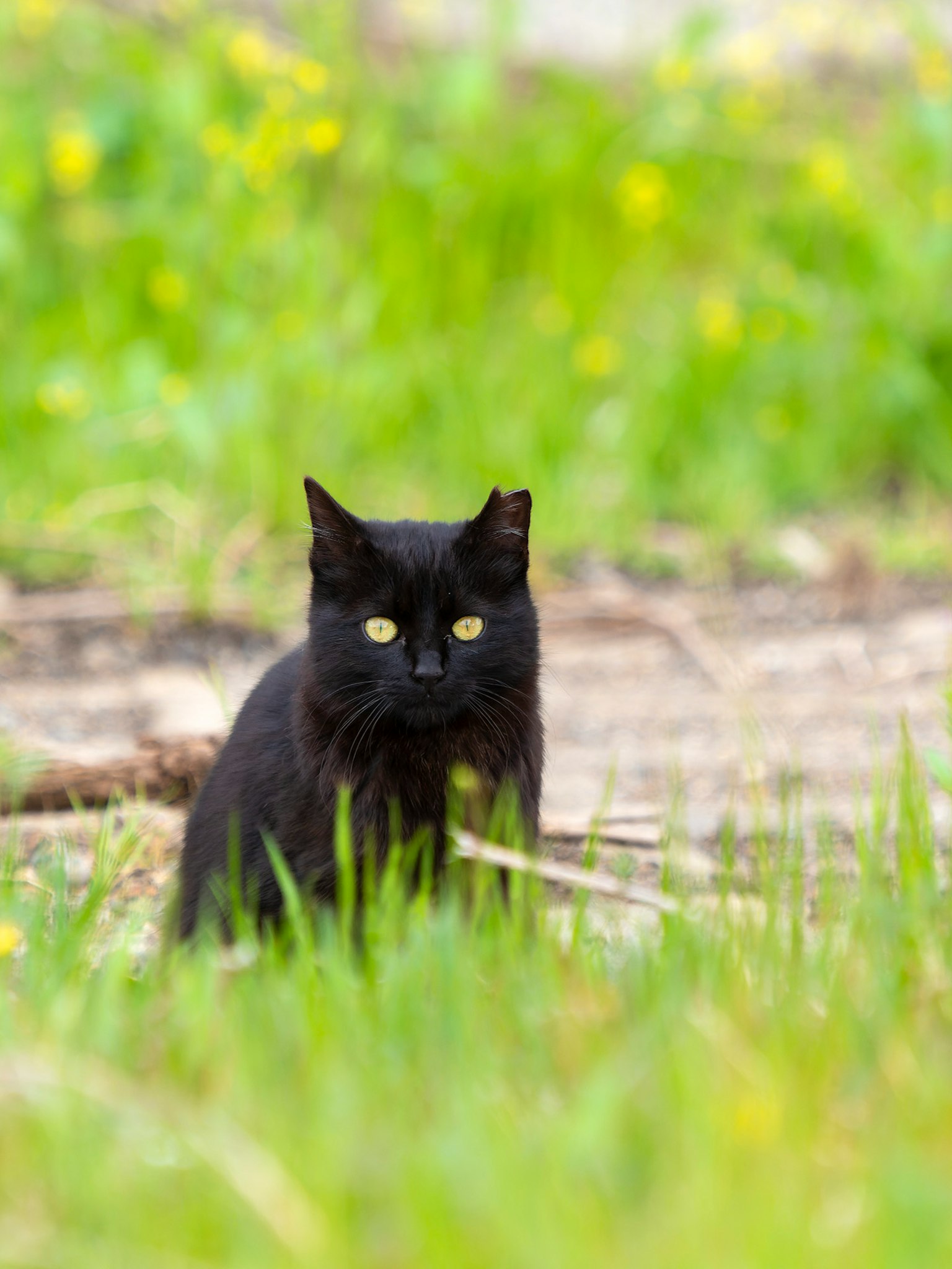Un gato negro sentado entre la hierba verde con ojos amarillos llamativos