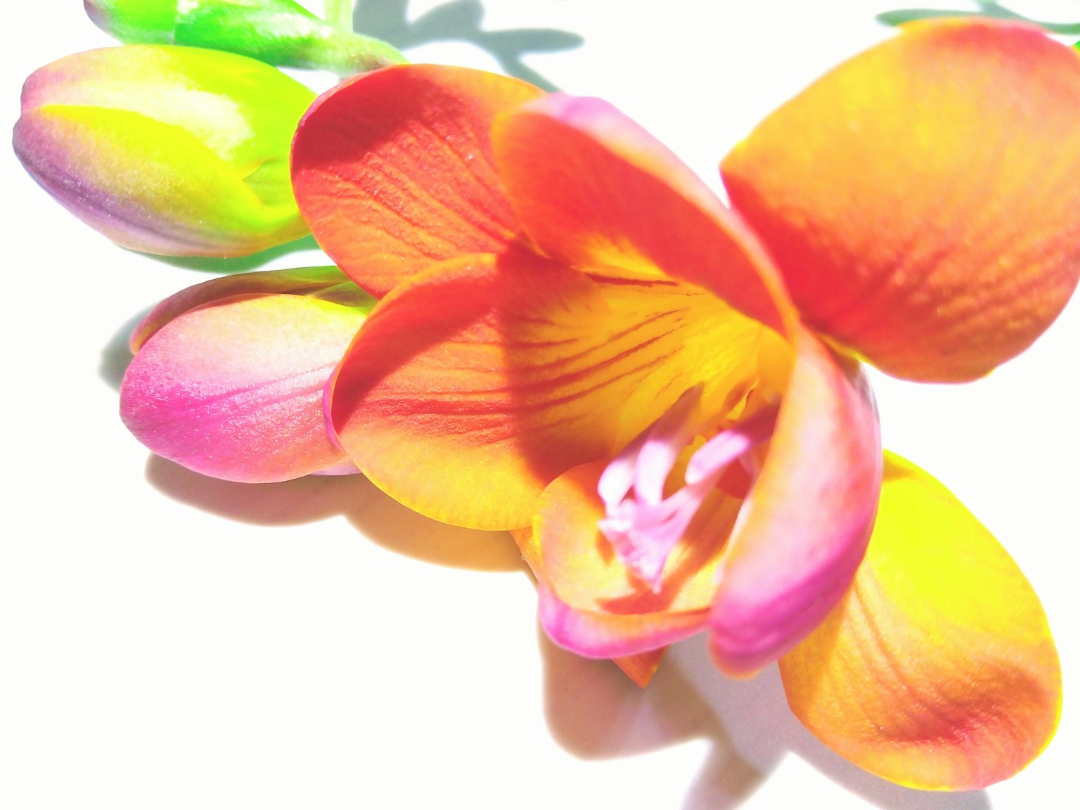 Vibrant orange and pink freesia flower with buds