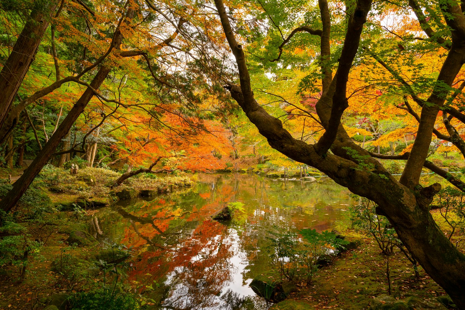 아름다운 가을 풍경과 고요한 연못과 다채로운 나무들