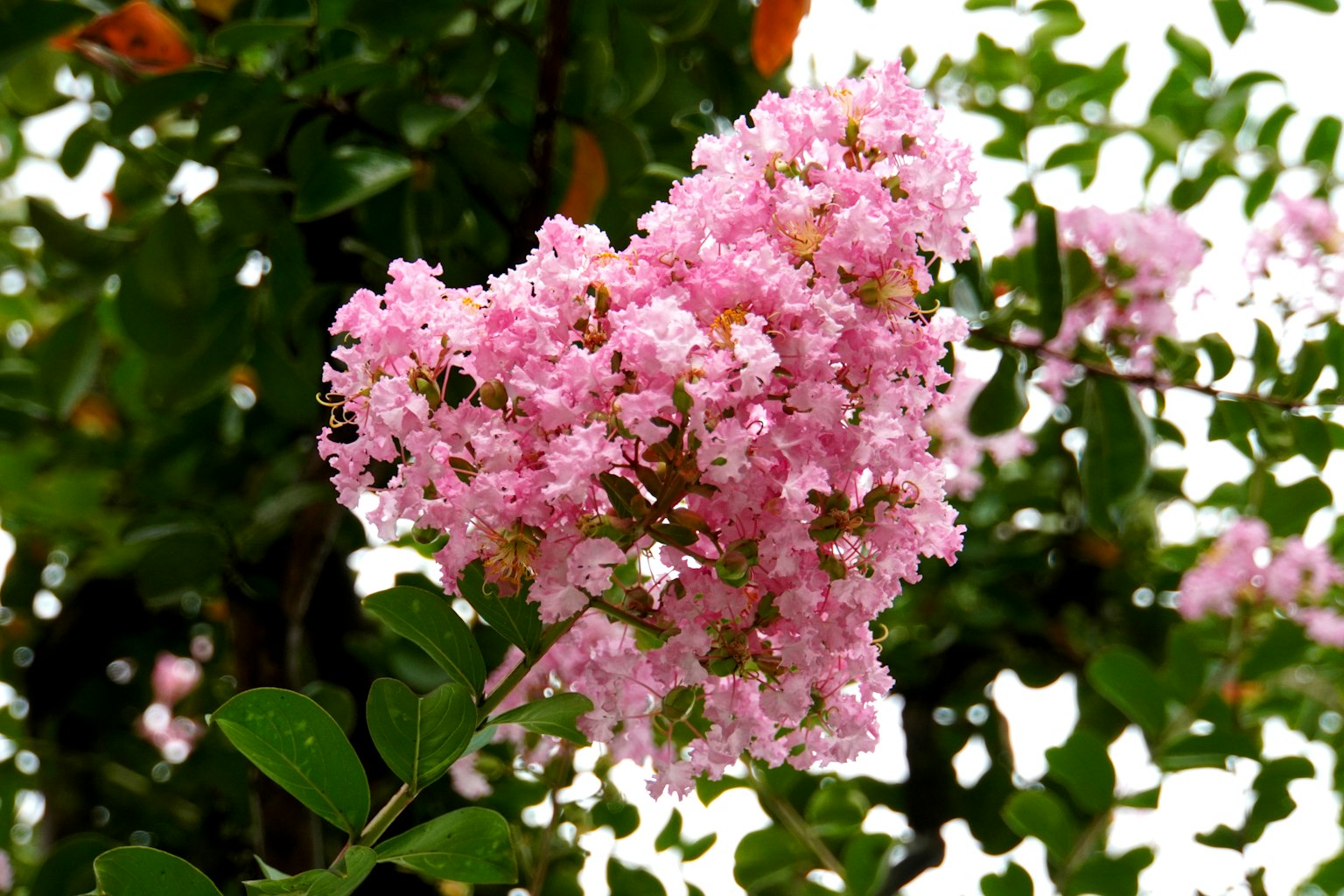 Kedekatan cabang berbunga dengan bunga pink