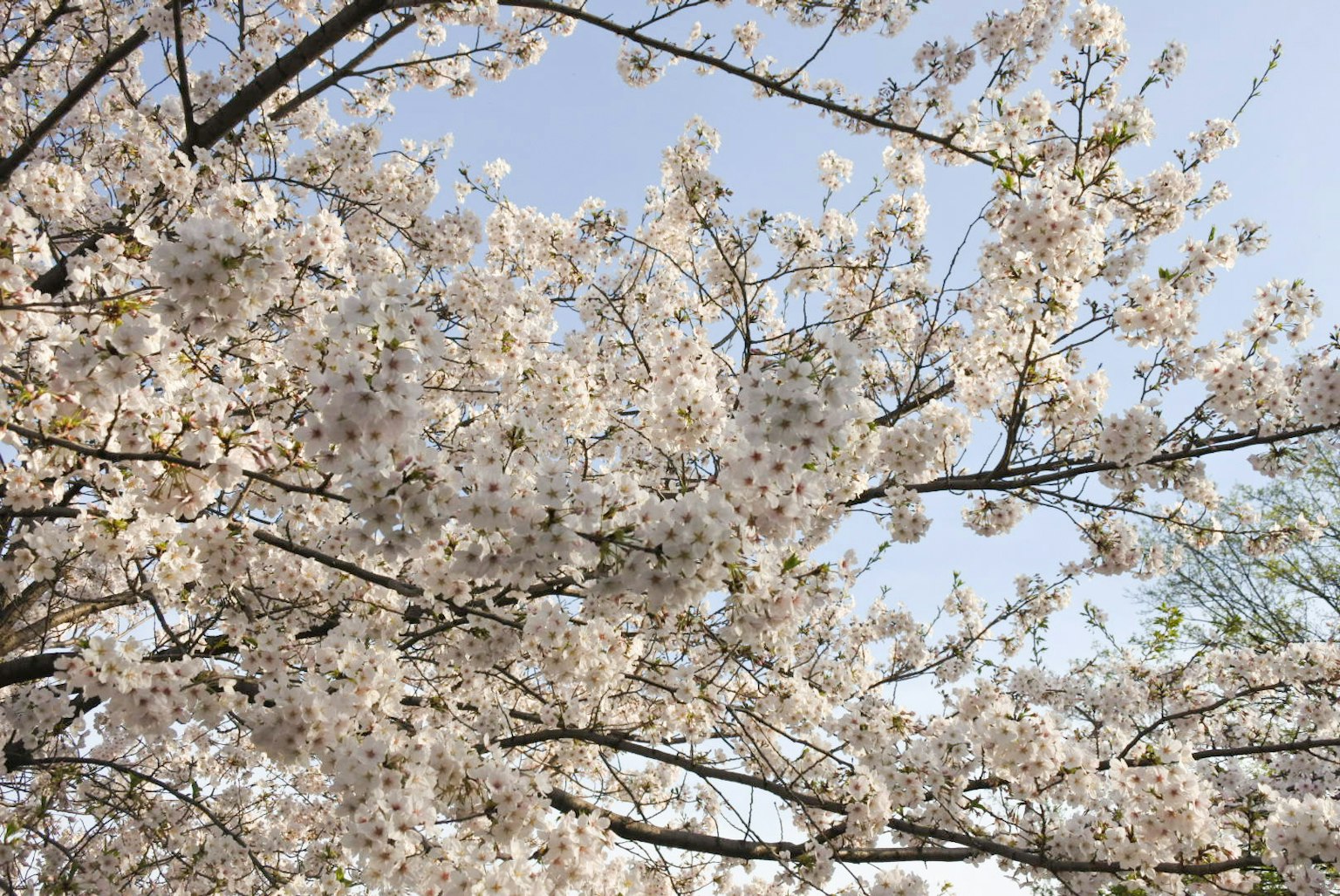 Branches de cerisier remplies de fleurs en pleine floraison