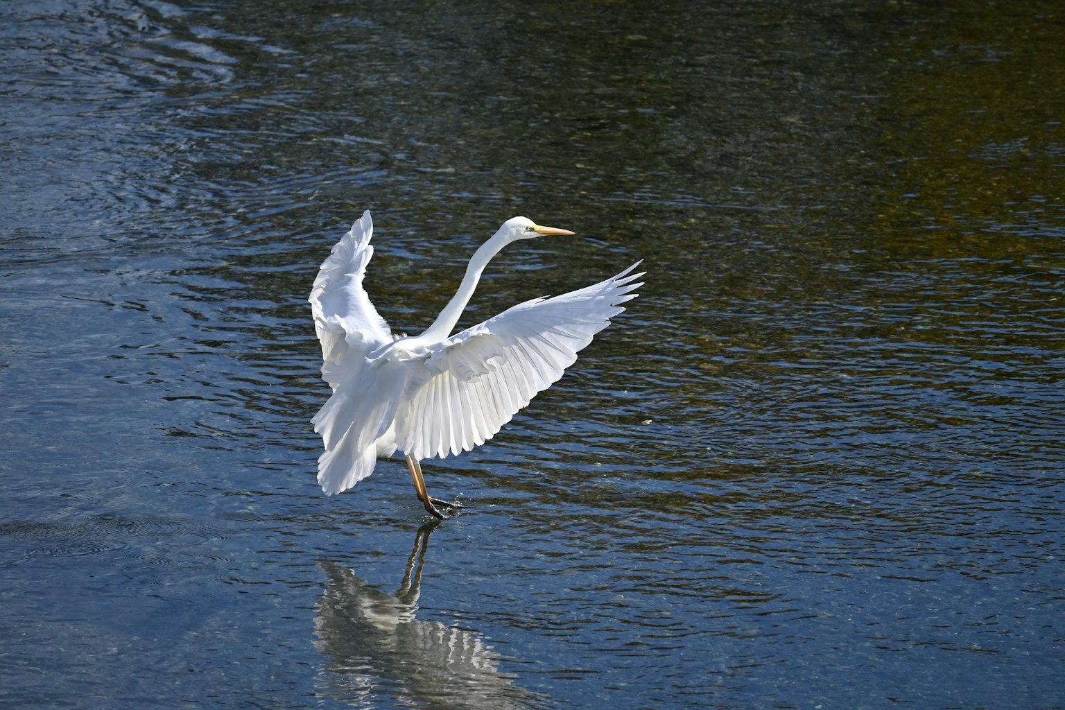 Un héron blanc déployant ses ailes sur la surface de l'eau