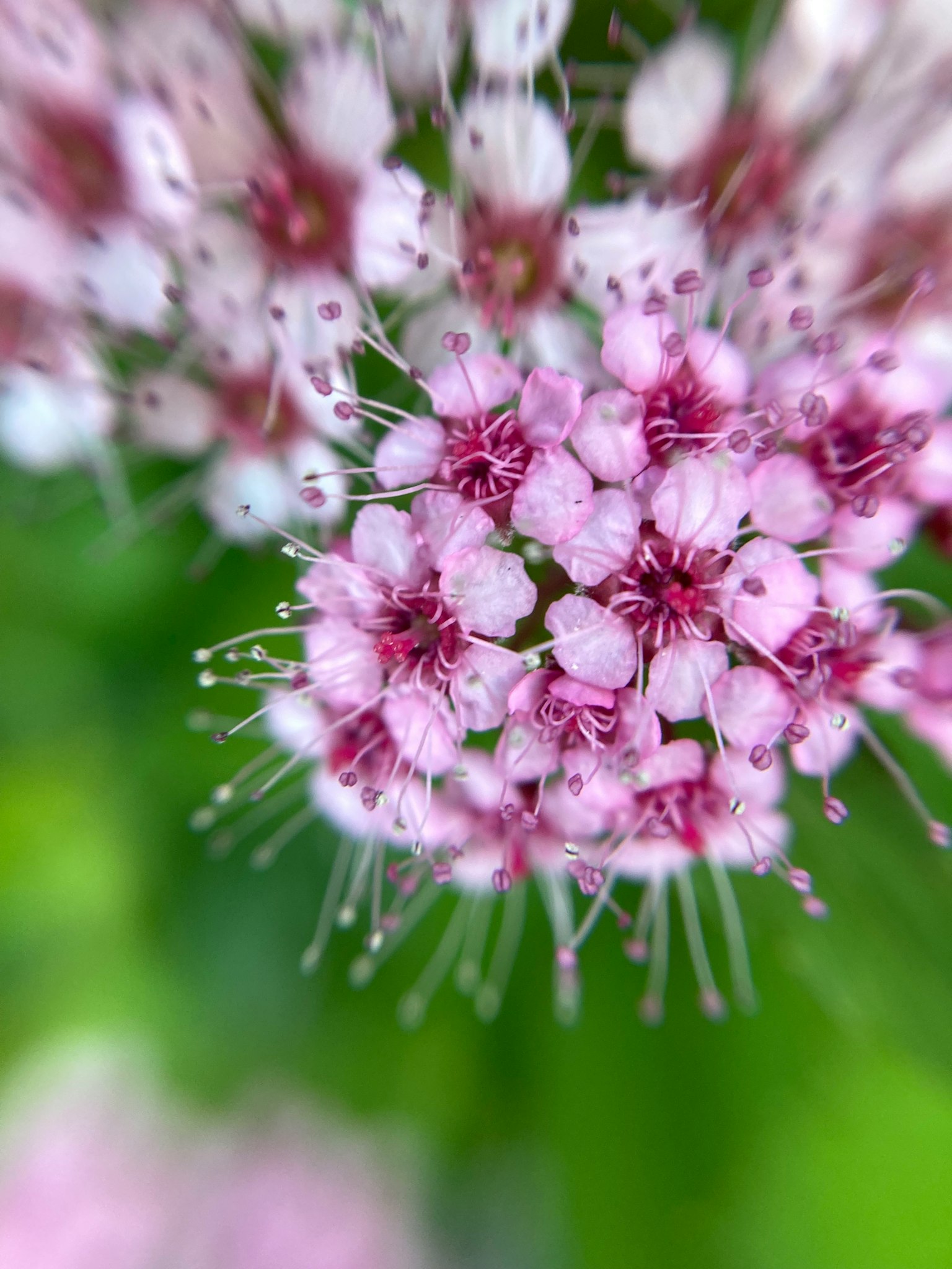 Nahaufnahme von kleinen rosa Blumen, die sich mit einem lebendigen grünen Hintergrund gruppieren