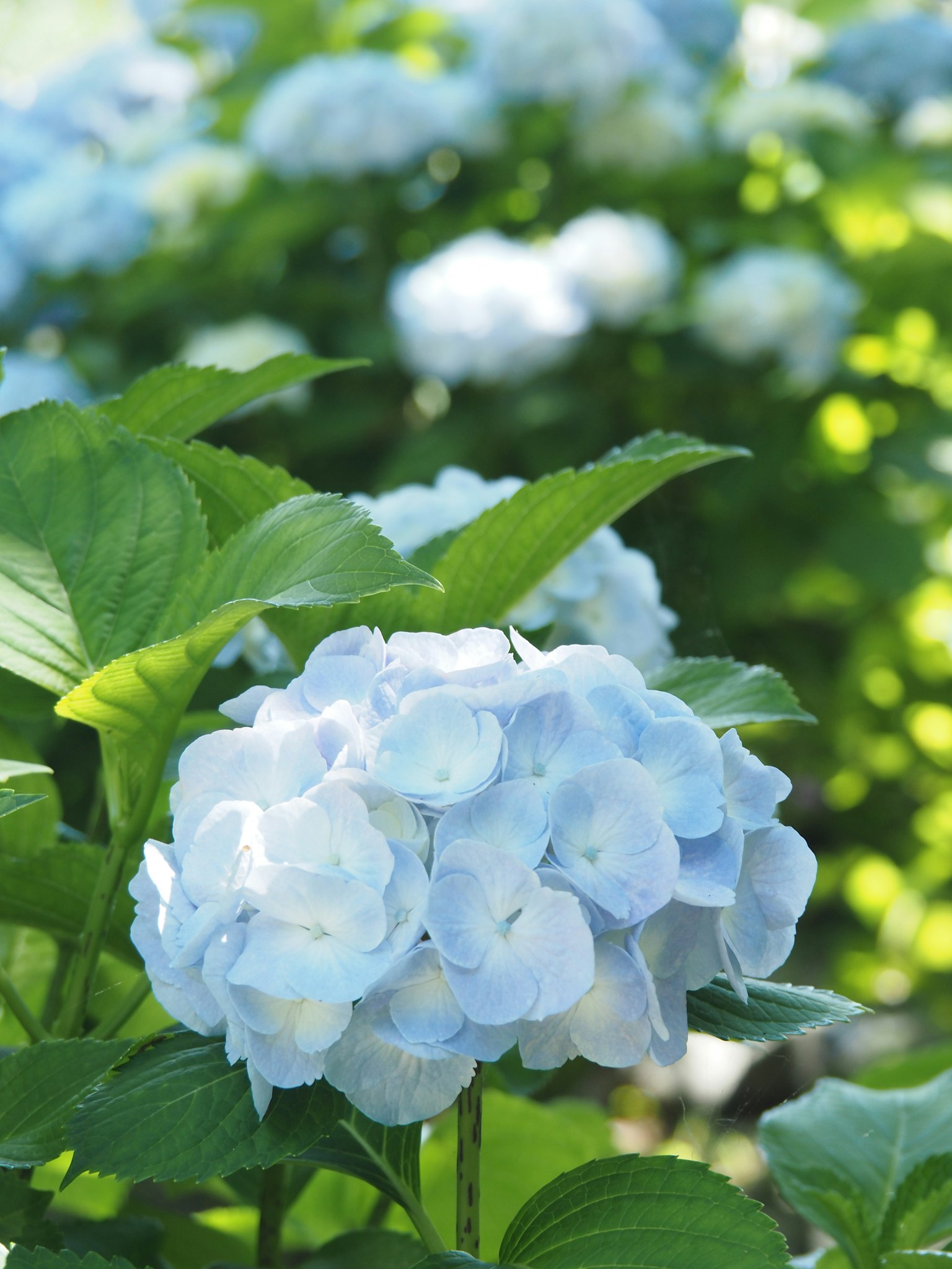 Hermosas flores de hortensia azules con hojas verdes en un jardín