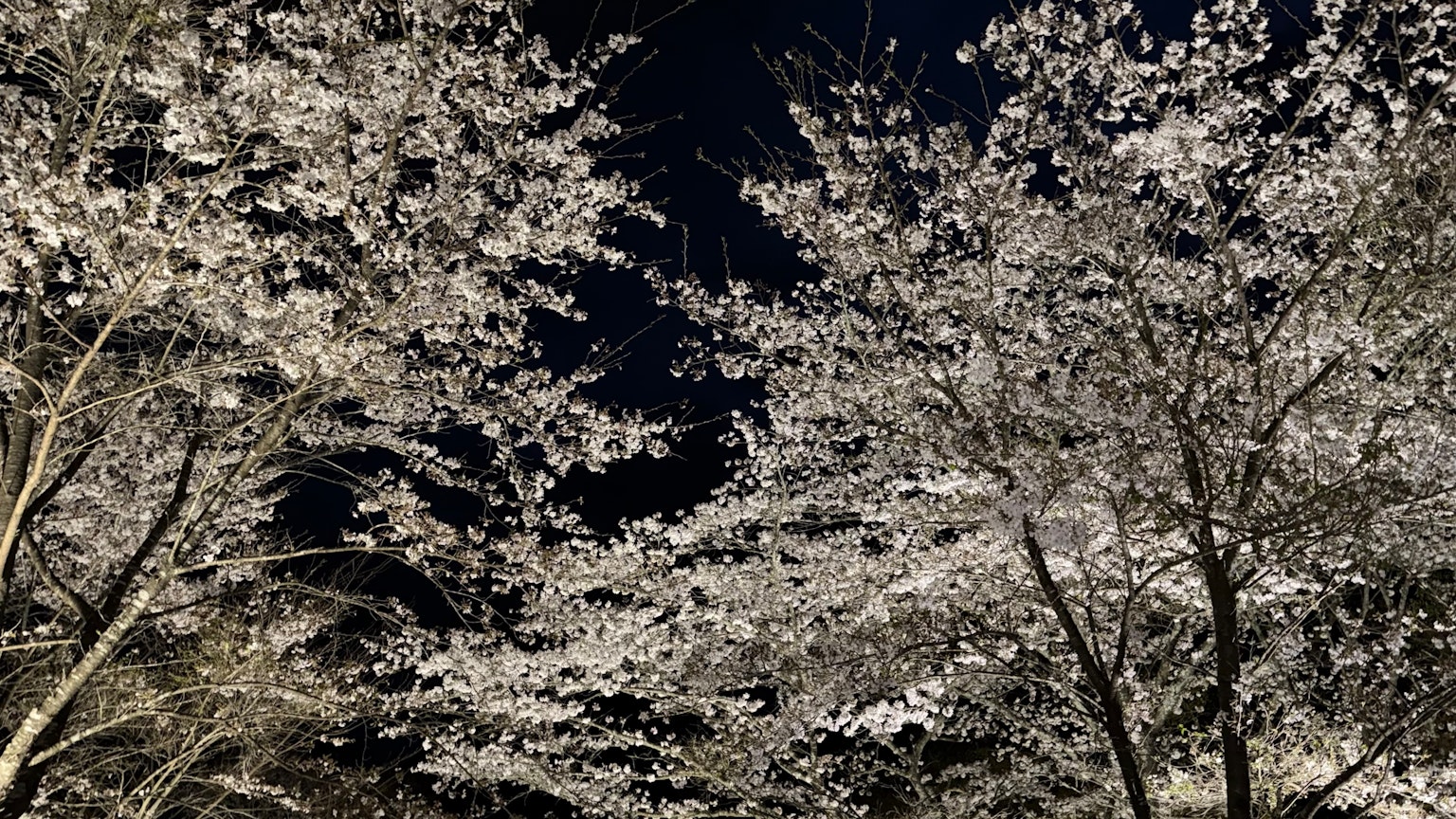 夜空下樱花盛开的美丽景色