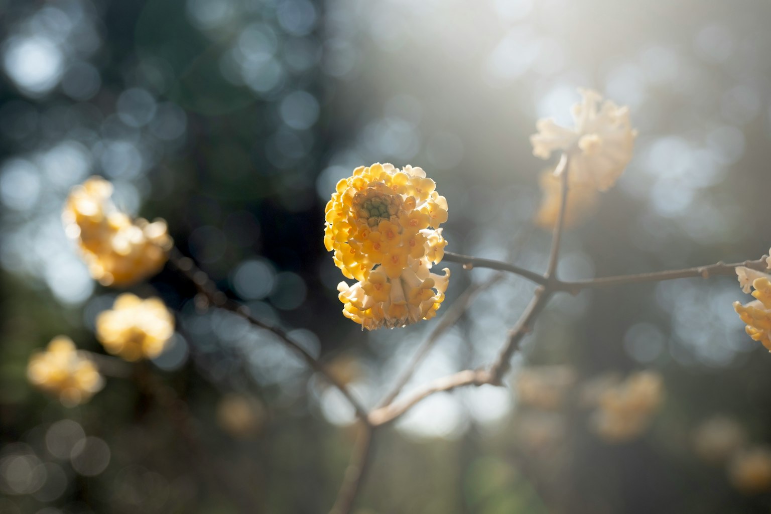Primo piano di fiori gialli su un ramo con sfondo verde sfocato