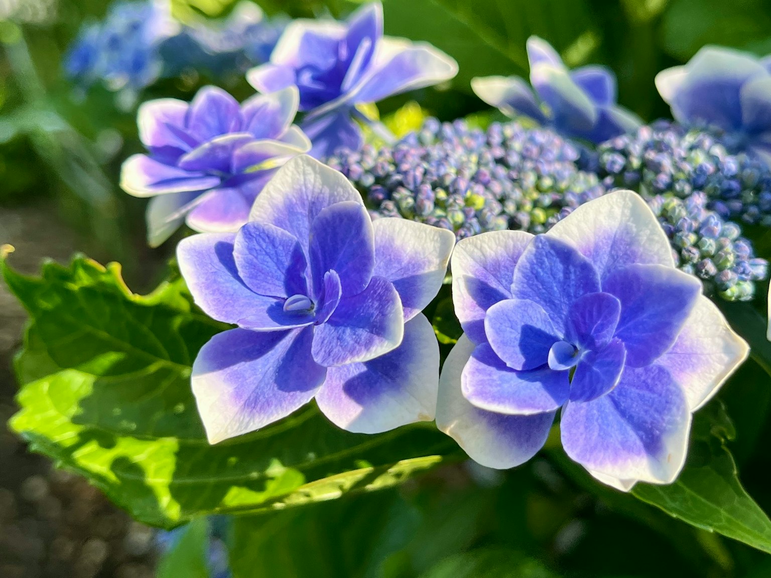 绣球花盛开，蓝色和白色花瓣