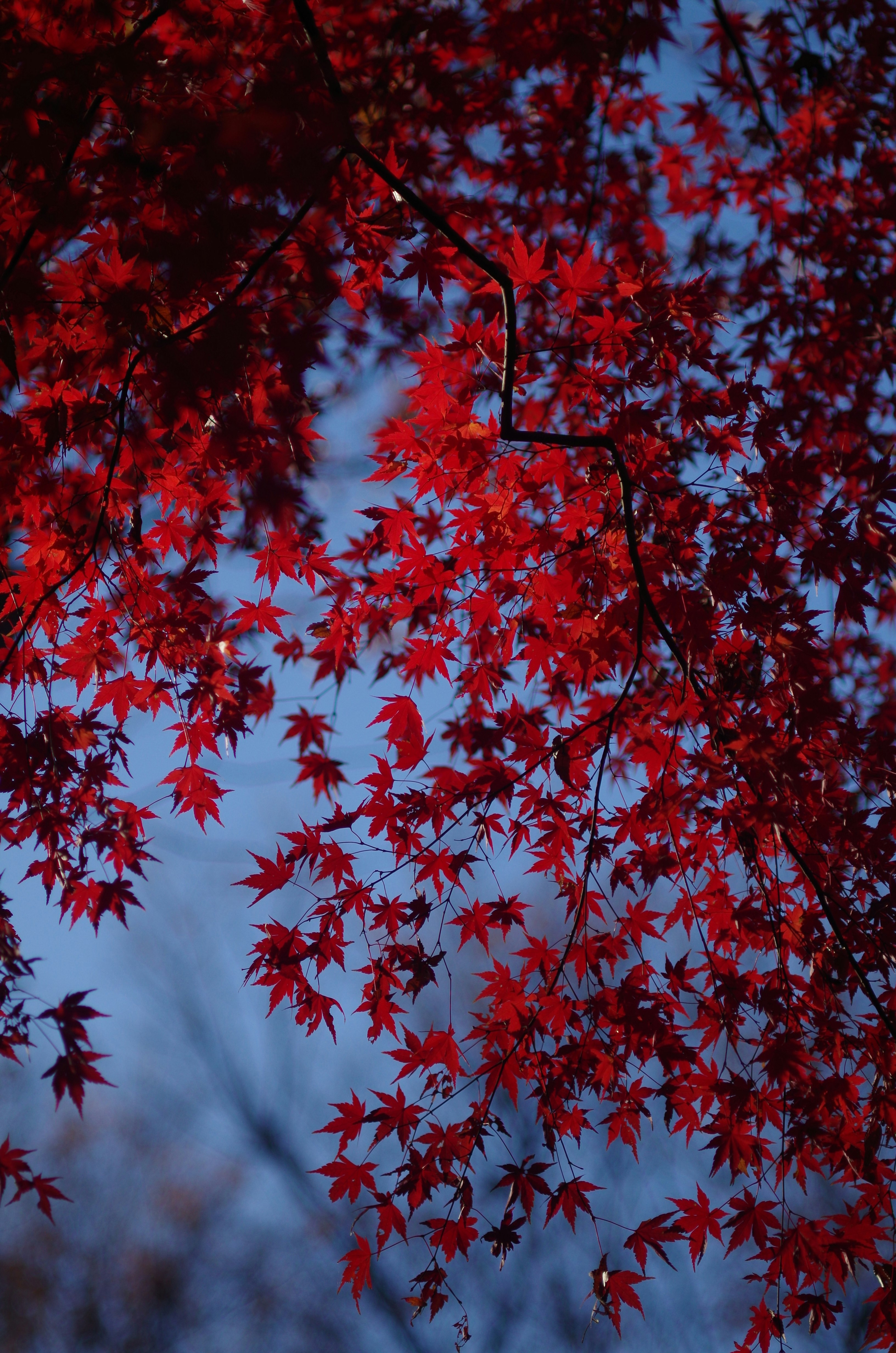 紅色秋葉楓葉映襯天空的樹枝