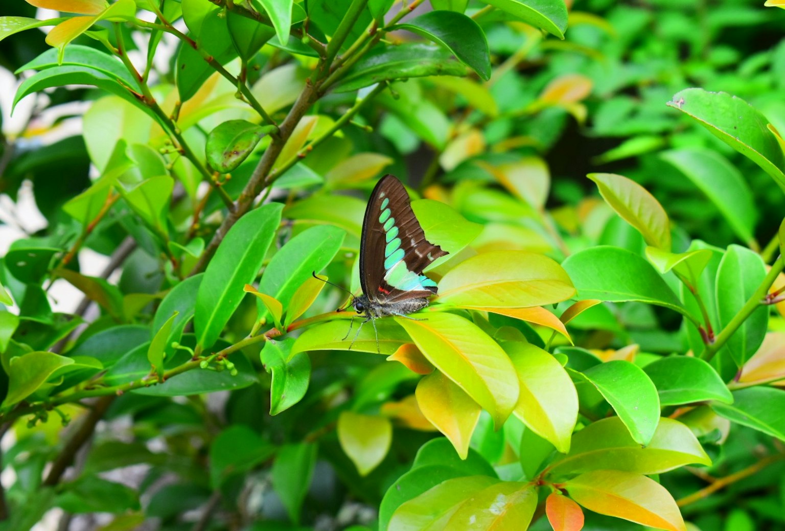 Una mariposa marrón con manchas azules posada sobre hojas verdes