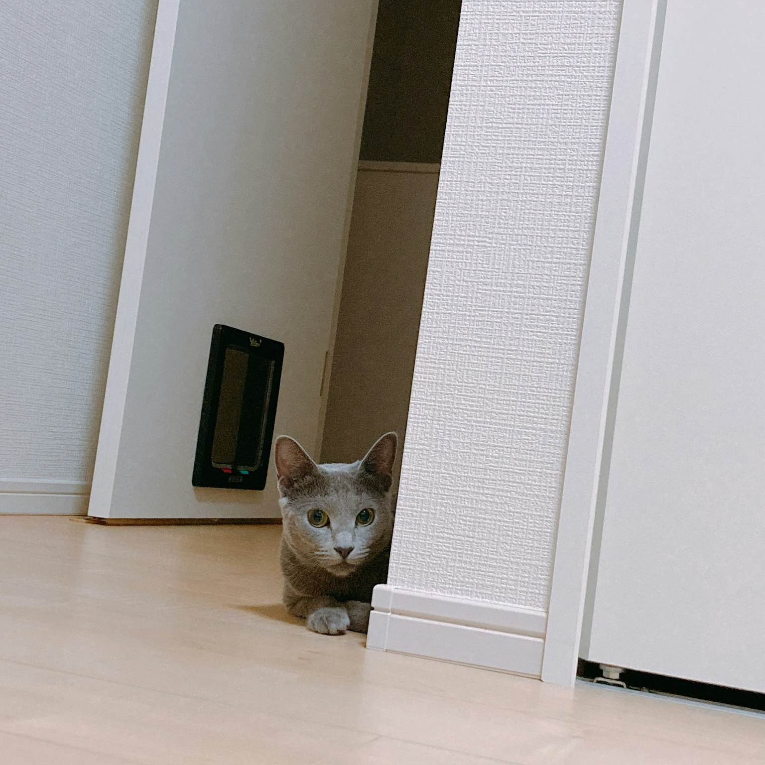 Gray cat peeking from behind a door