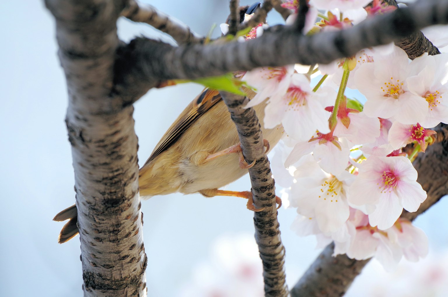 Ein kleiner Vogel zwischen Kirschblüten auf einem Baum