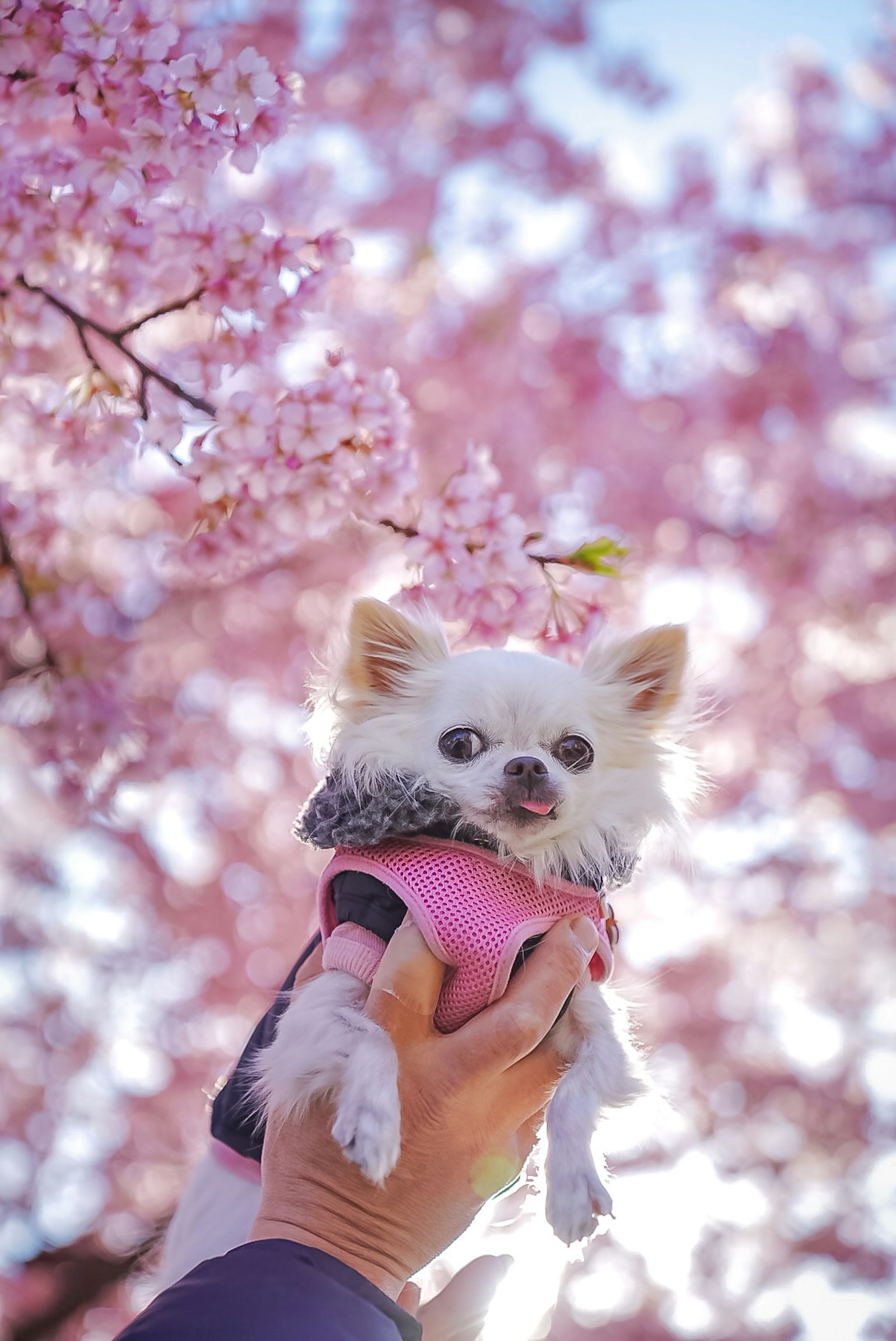 Anjing kecil dengan pakaian merah muda dipegang di depan pohon sakura