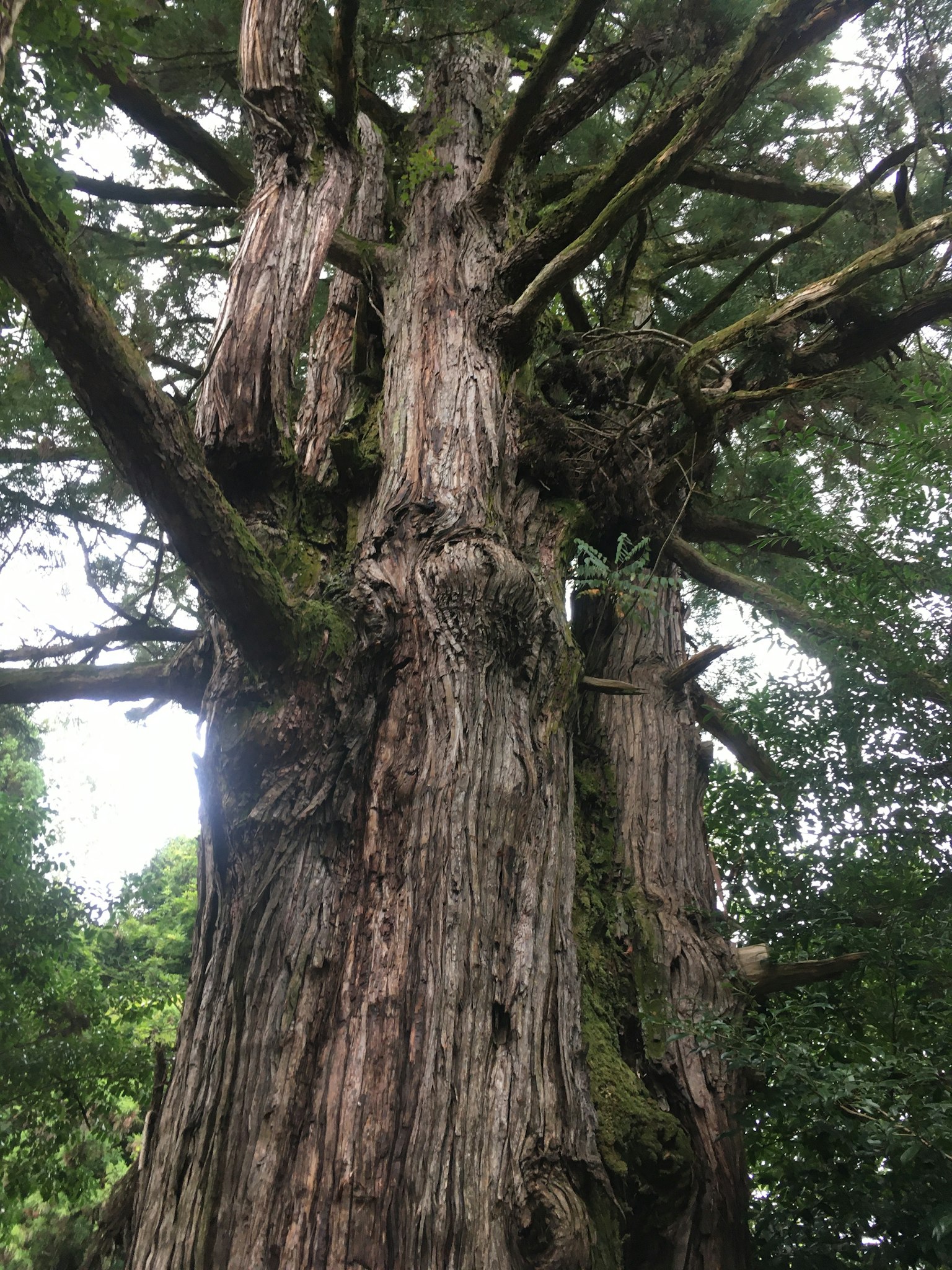 Tronco de árbol alto con ramas extendidas hojas verdes y características de musgo