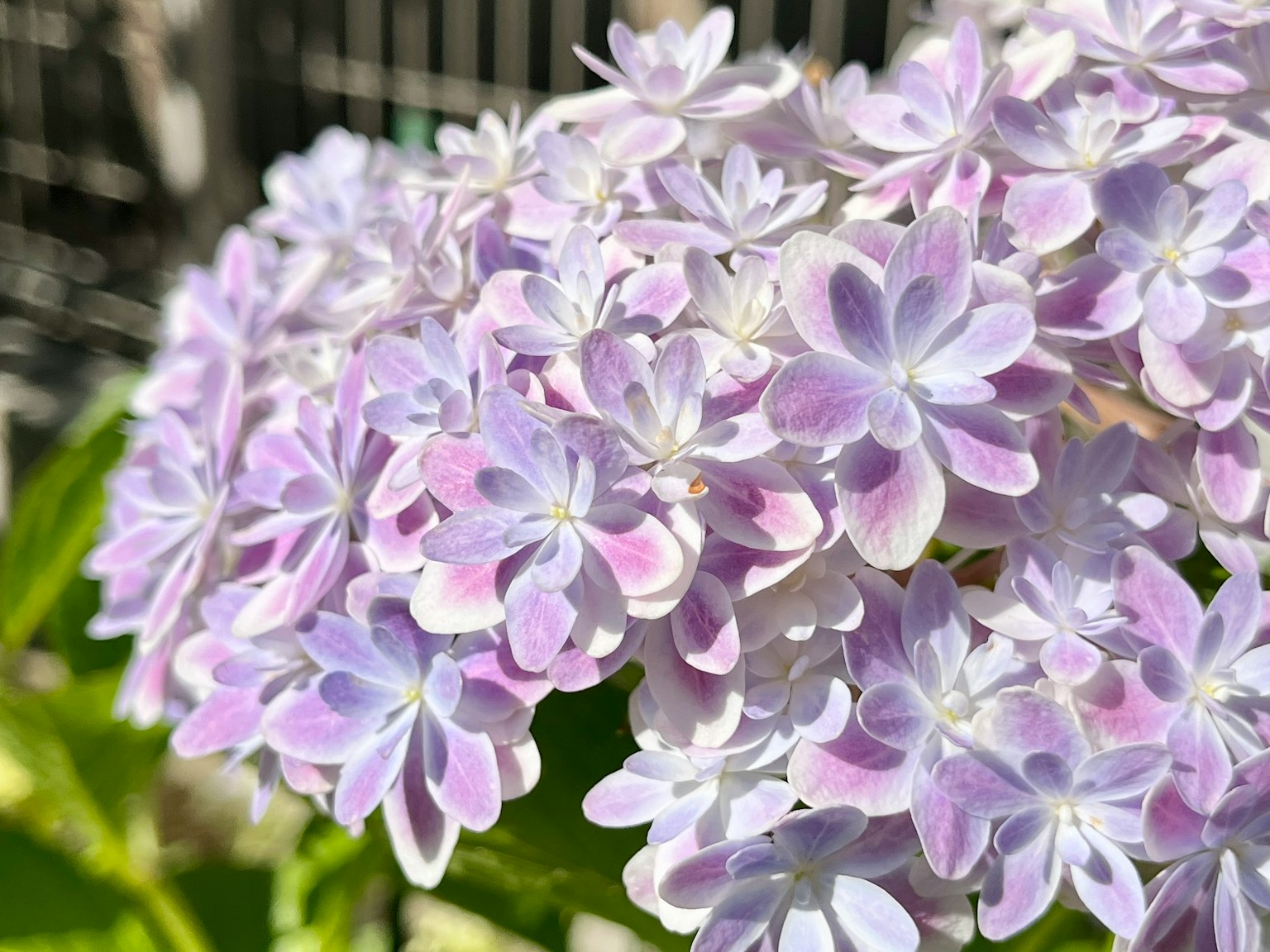 Primer plano de flores de hortensia en tonos púrpuras suaves