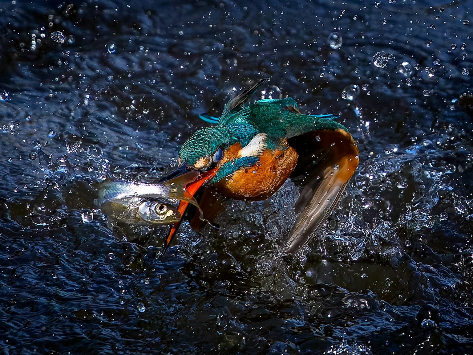 Un vivace martin pescatore che cattura un pesce nell'acqua