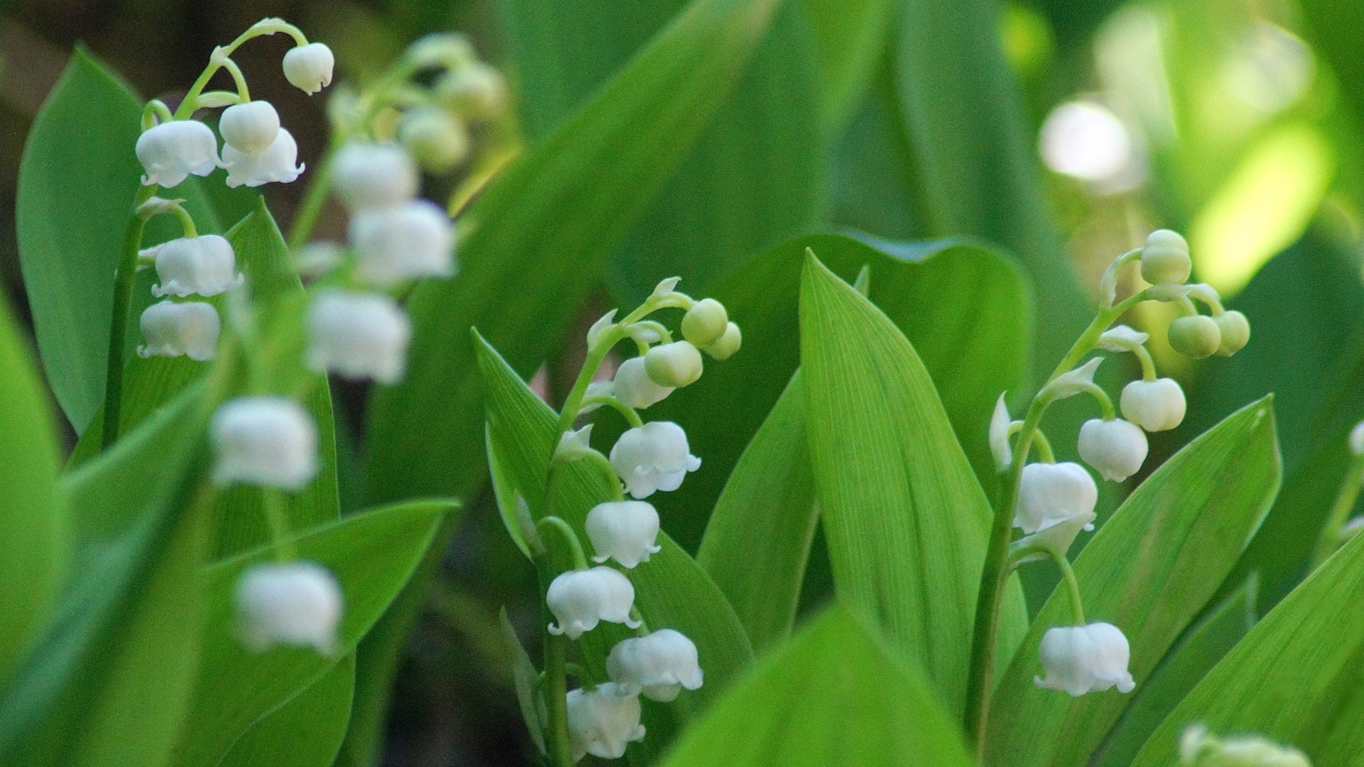 Lily of the valley plant with white bell-shaped flowers among green leaves