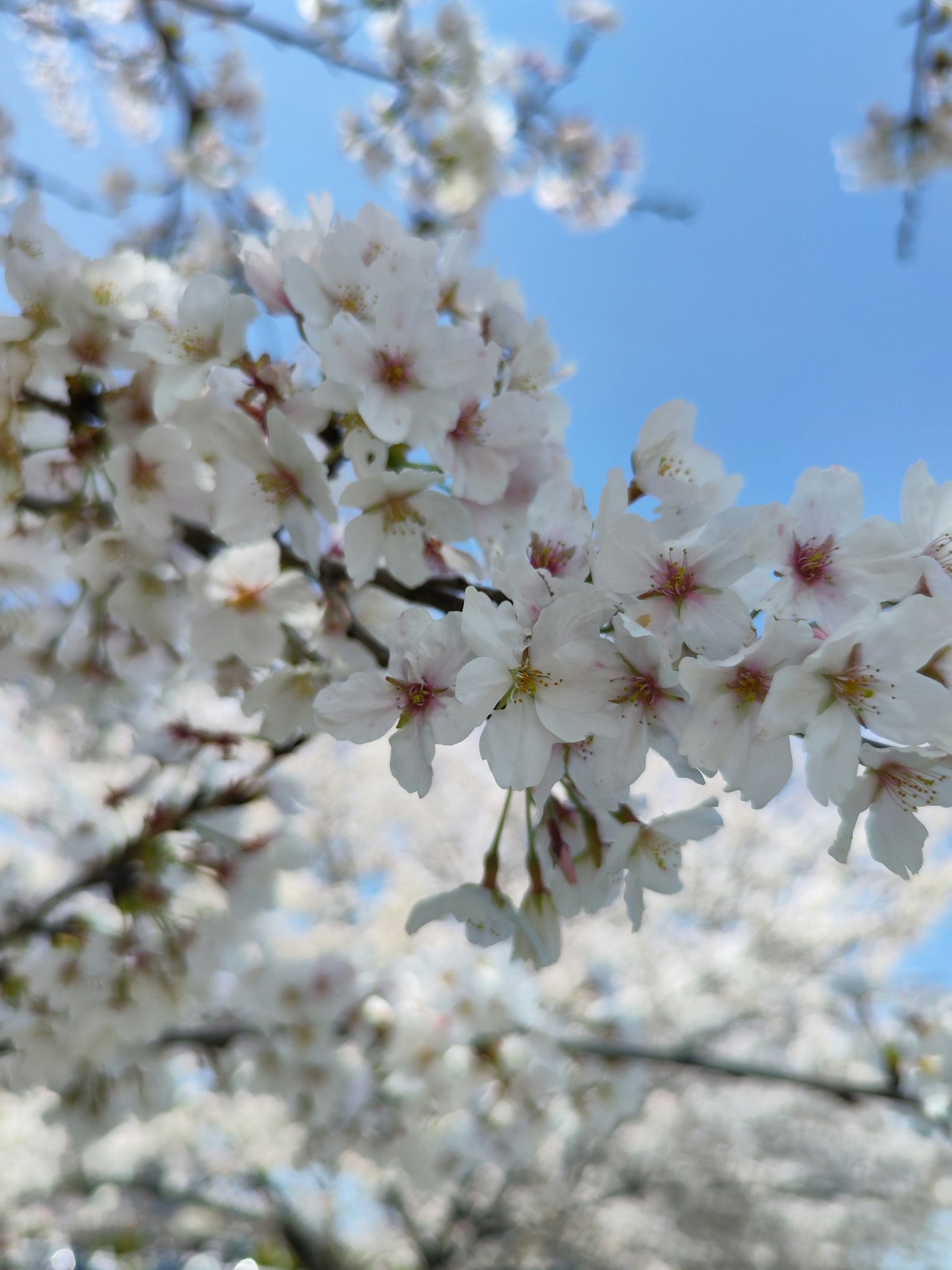 Close-up of cherry blossoms against a blue sky