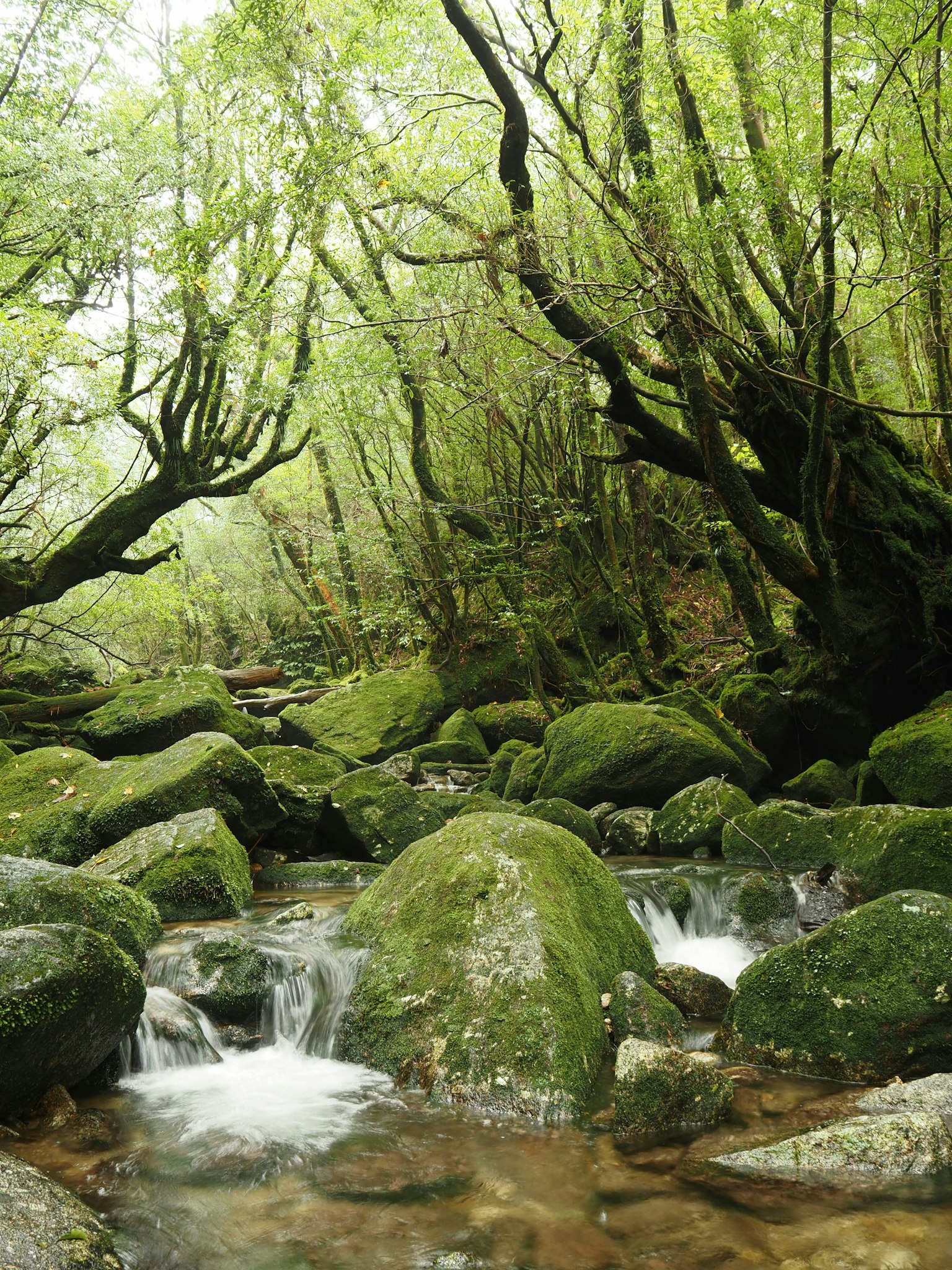 Ein ruhiger Bach, der durch einen üppigen grünen Wald mit moosbedeckten Steinen fließt