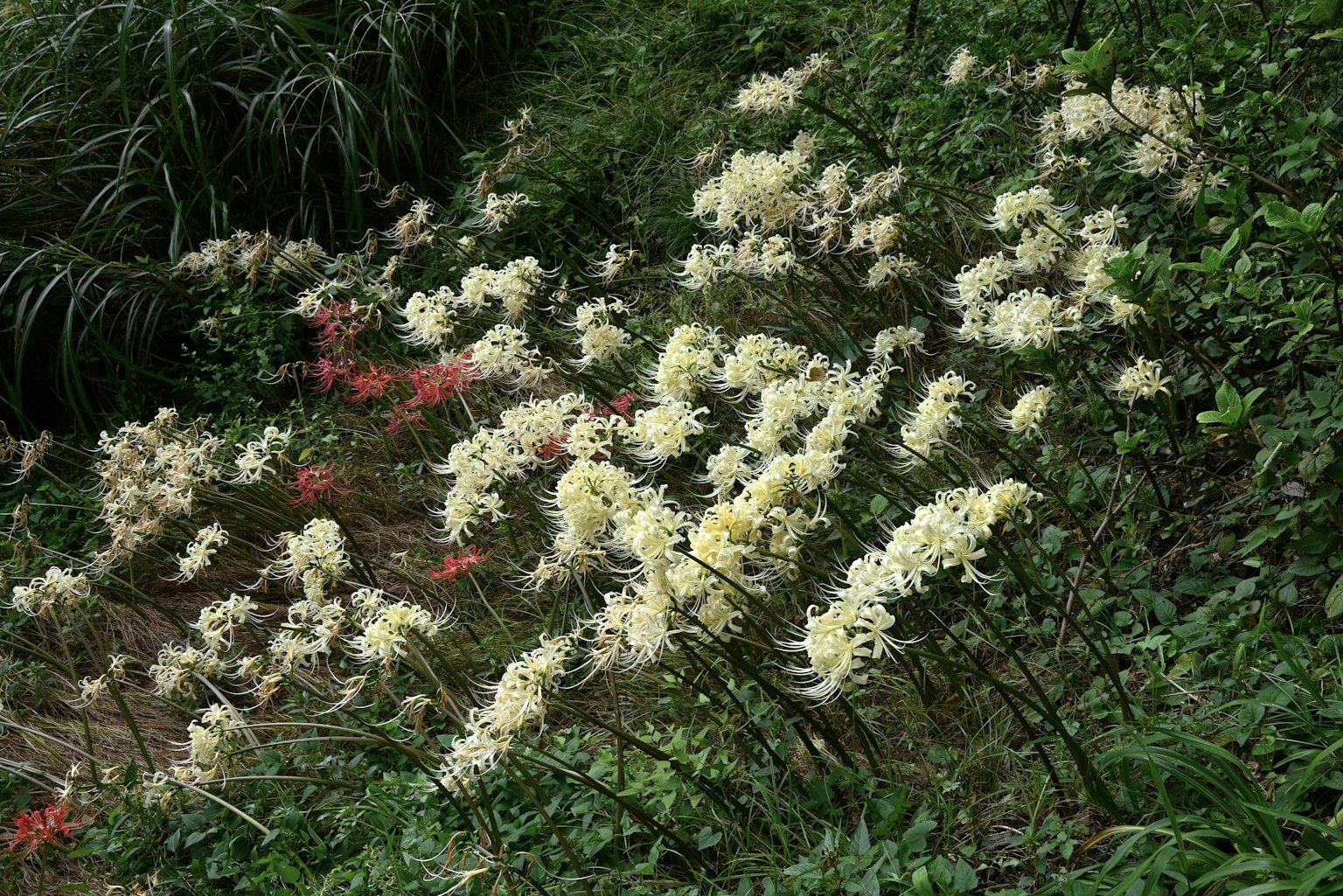 Un paisaje con grupos de flores blancas entre un follaje verde exuberante
