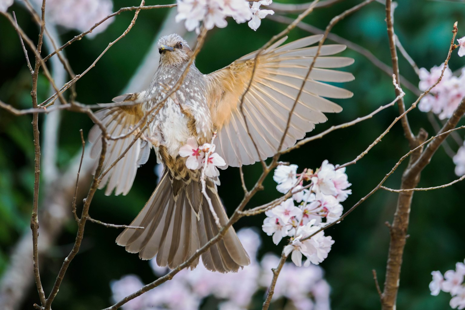 A bird spreading its wings among cherry blossoms