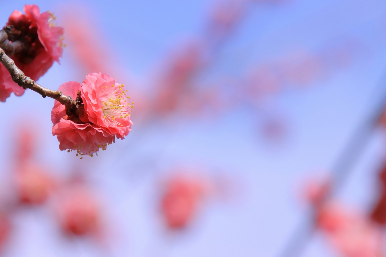 Branche avec des fleurs roses en fleurs sous un ciel bleu