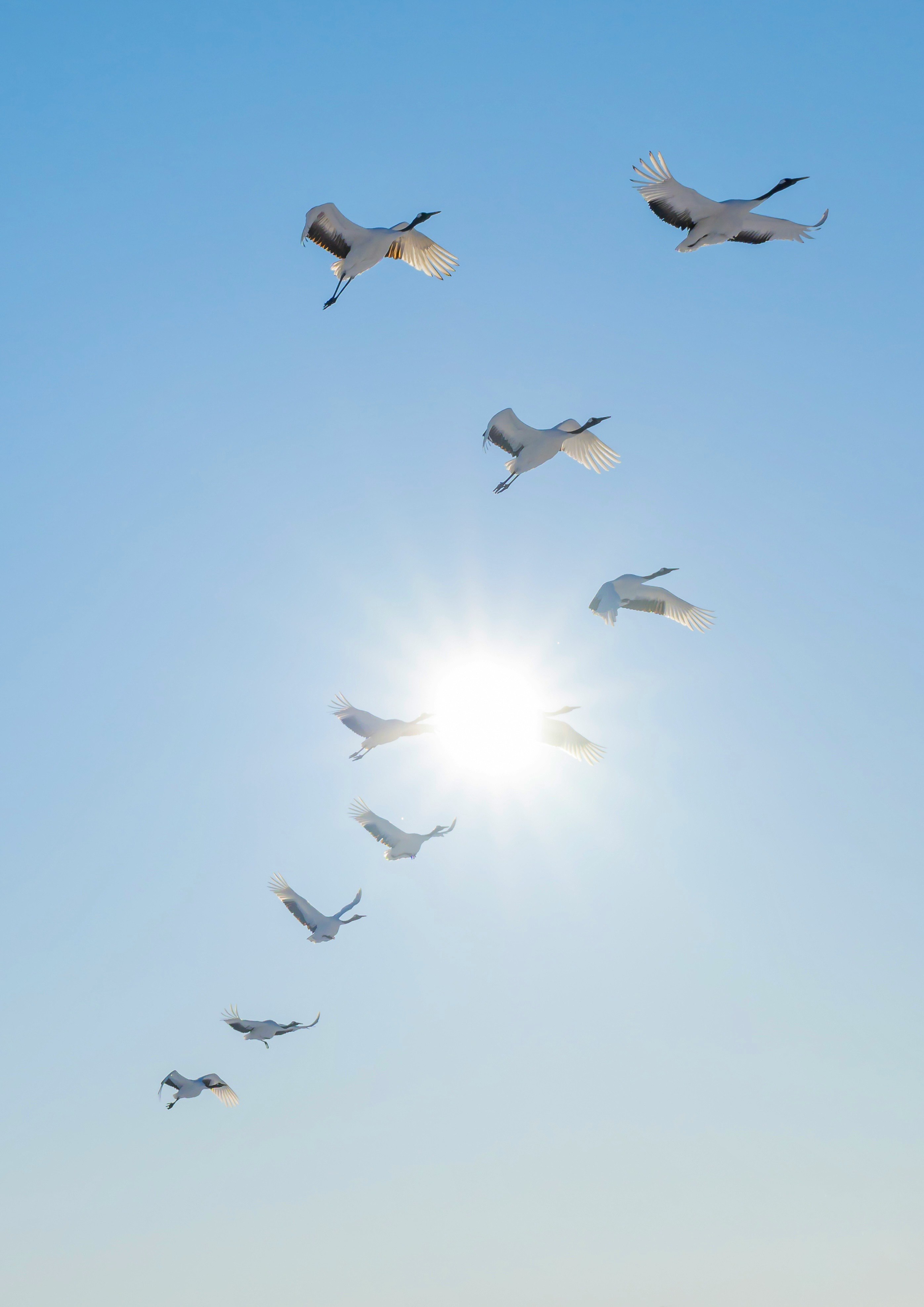 birds flying across a clear blue sky