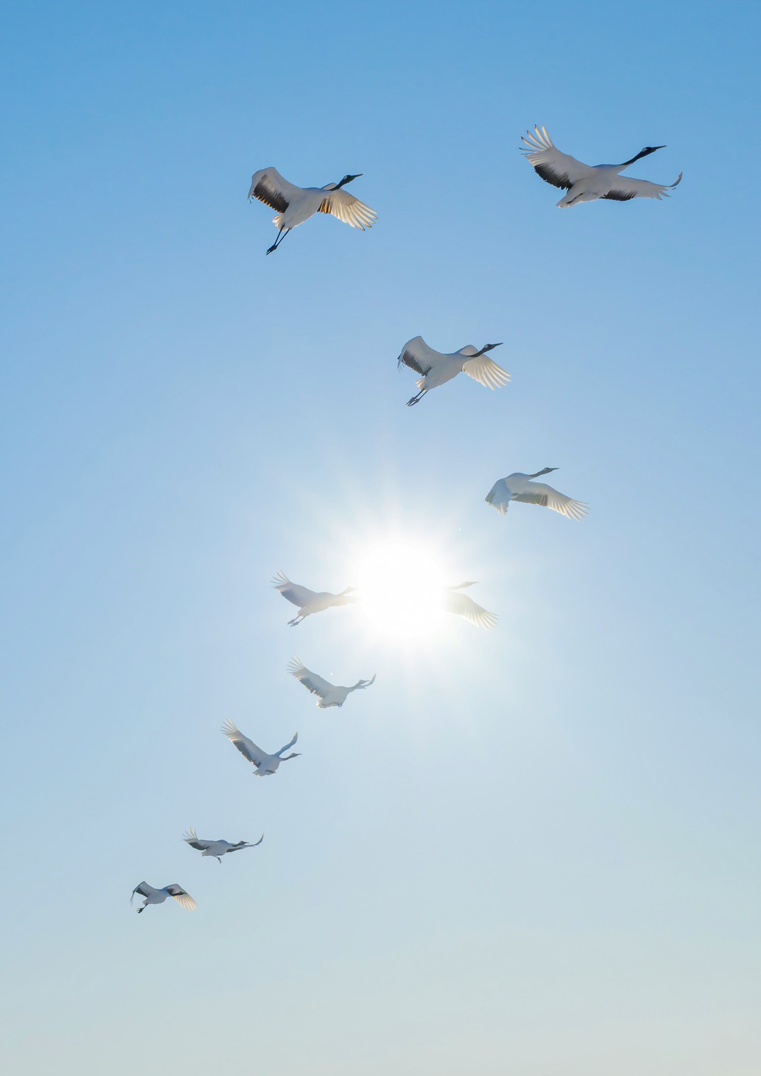 Weiße Vögel fliegen in einem blauen Himmel mit Sonnenlicht