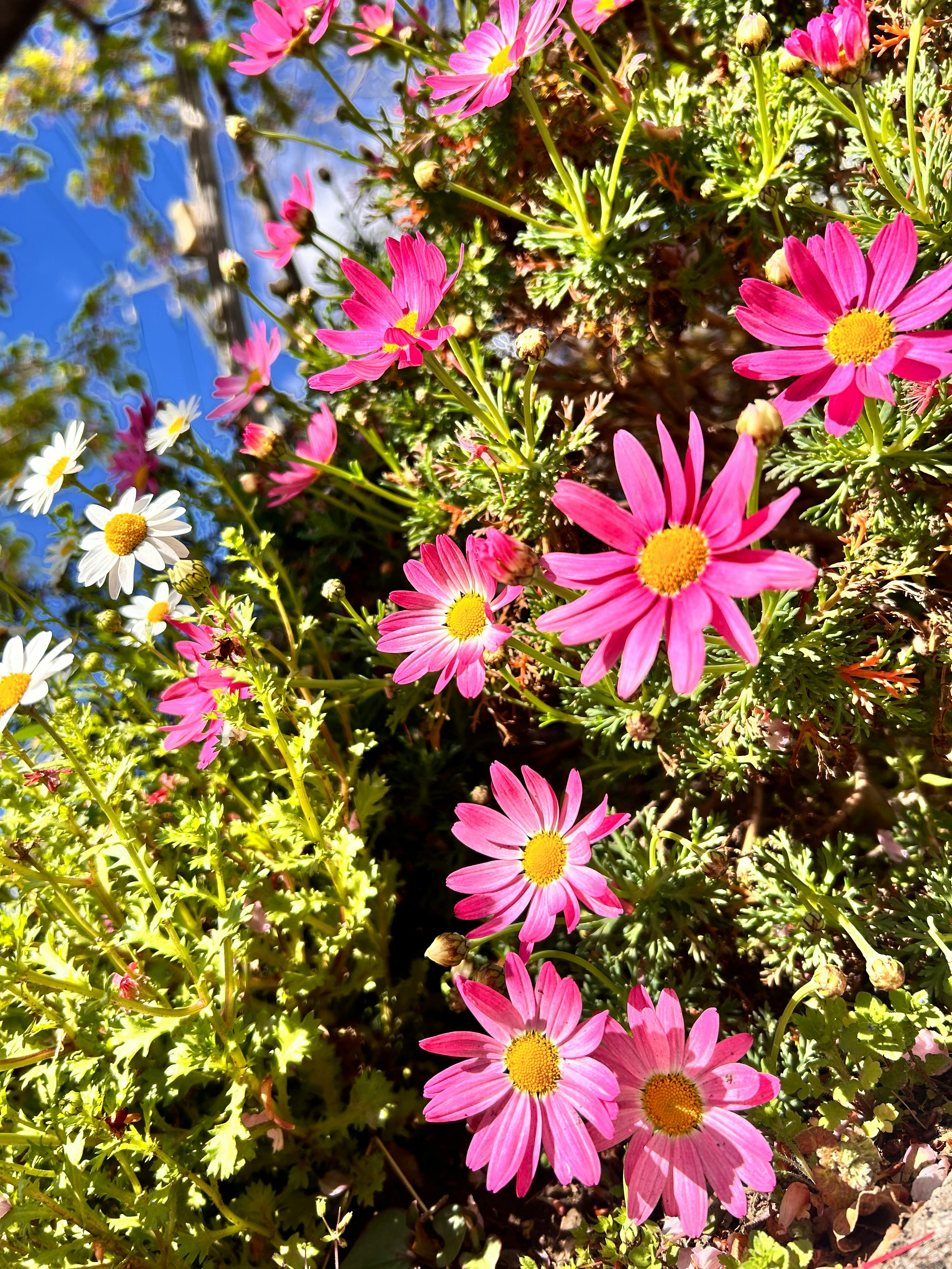 春の青空の下で咲くピンクと白のガーベラの花