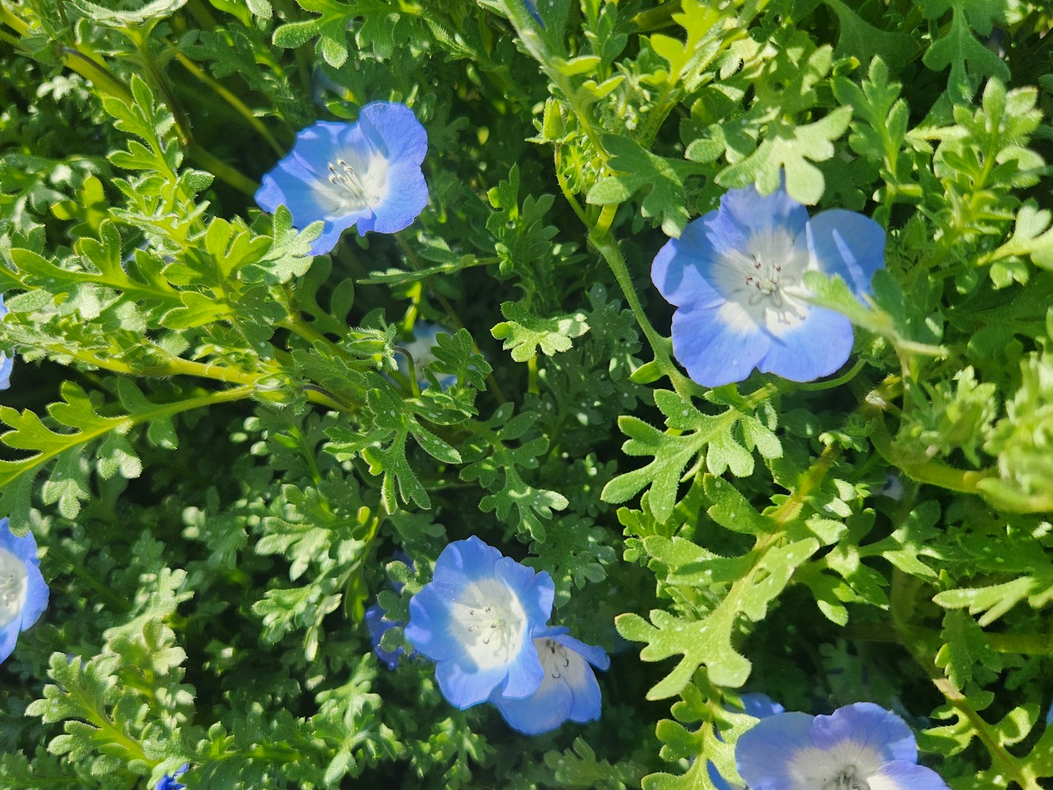 Una exhibición vibrante de flores azules y follaje verde exuberante