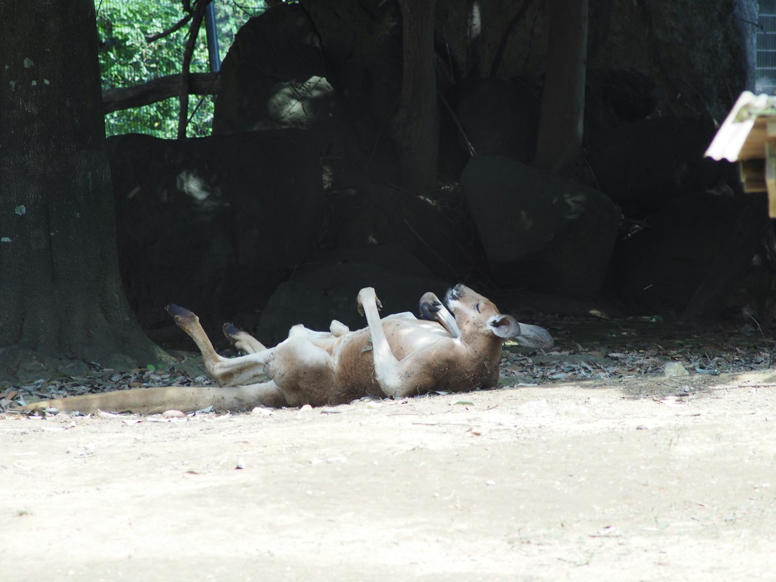 Un kangourou allongé sur le dos sur le sol