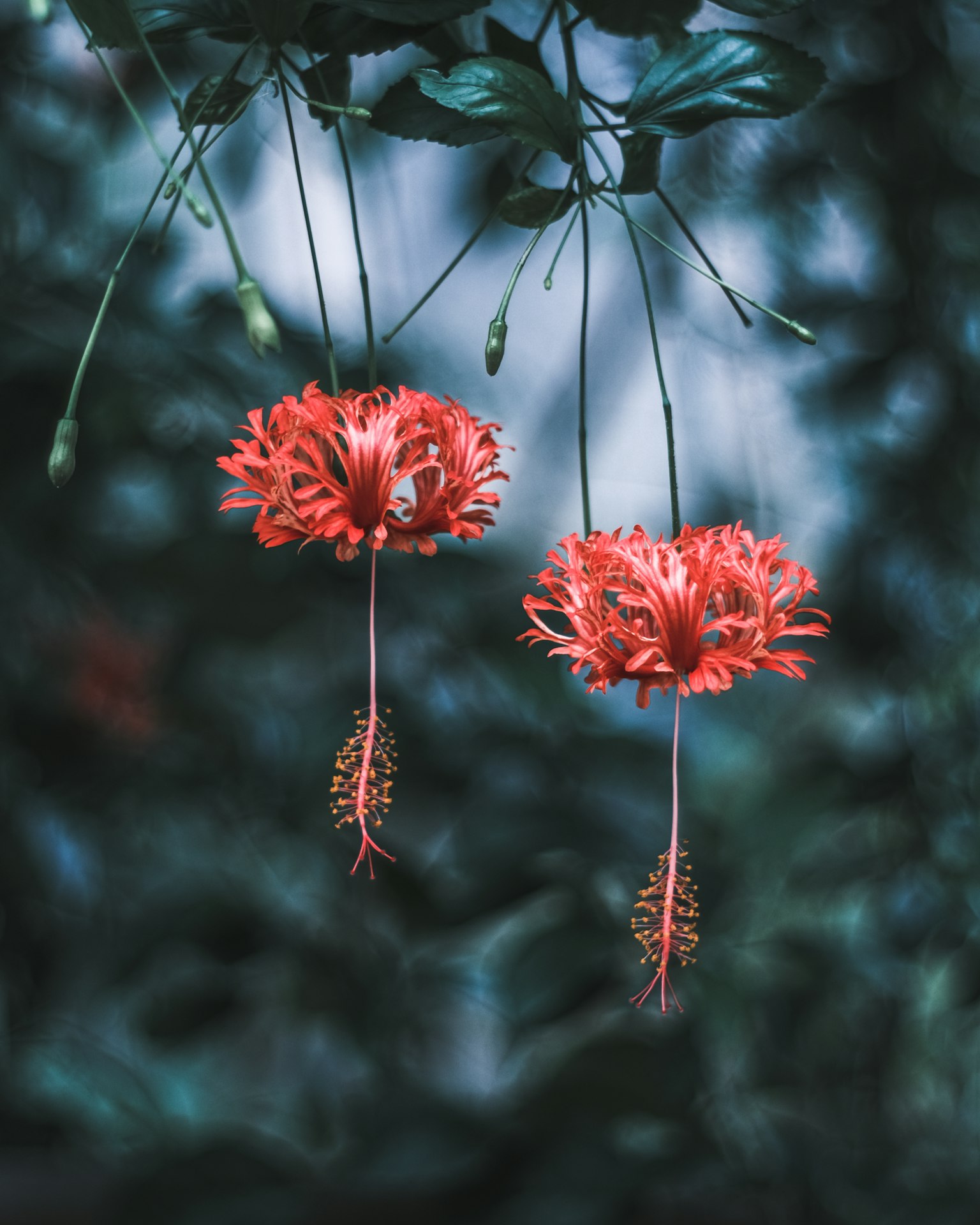 美麗的場景，懸掛著紅色花朵