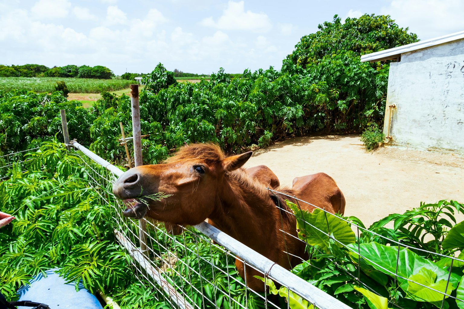 Un caballo marrón comiendo hierba sobre una cerca en un entorno verde con cielo azul