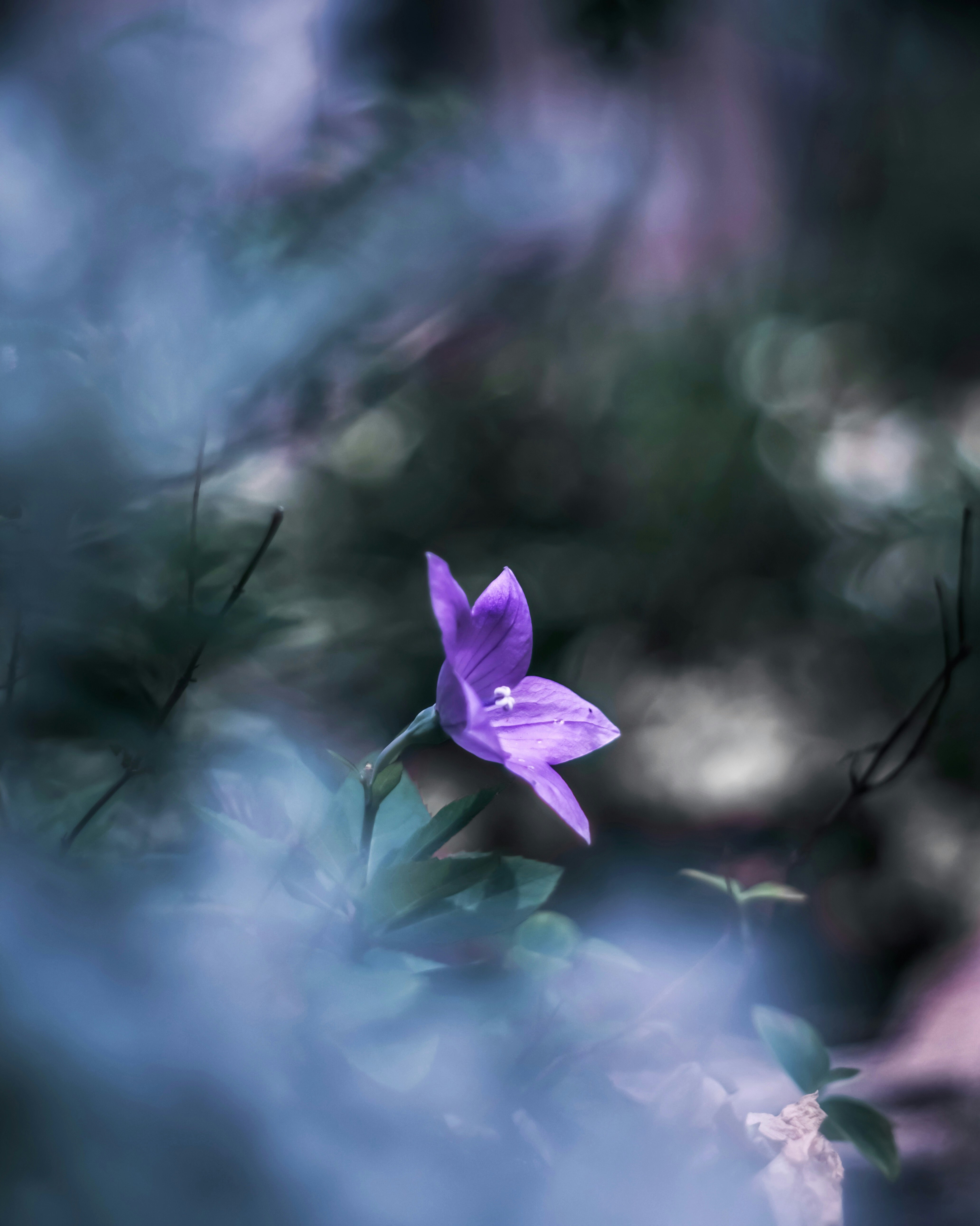 紫の花が咲く草地の中のぼけた背景