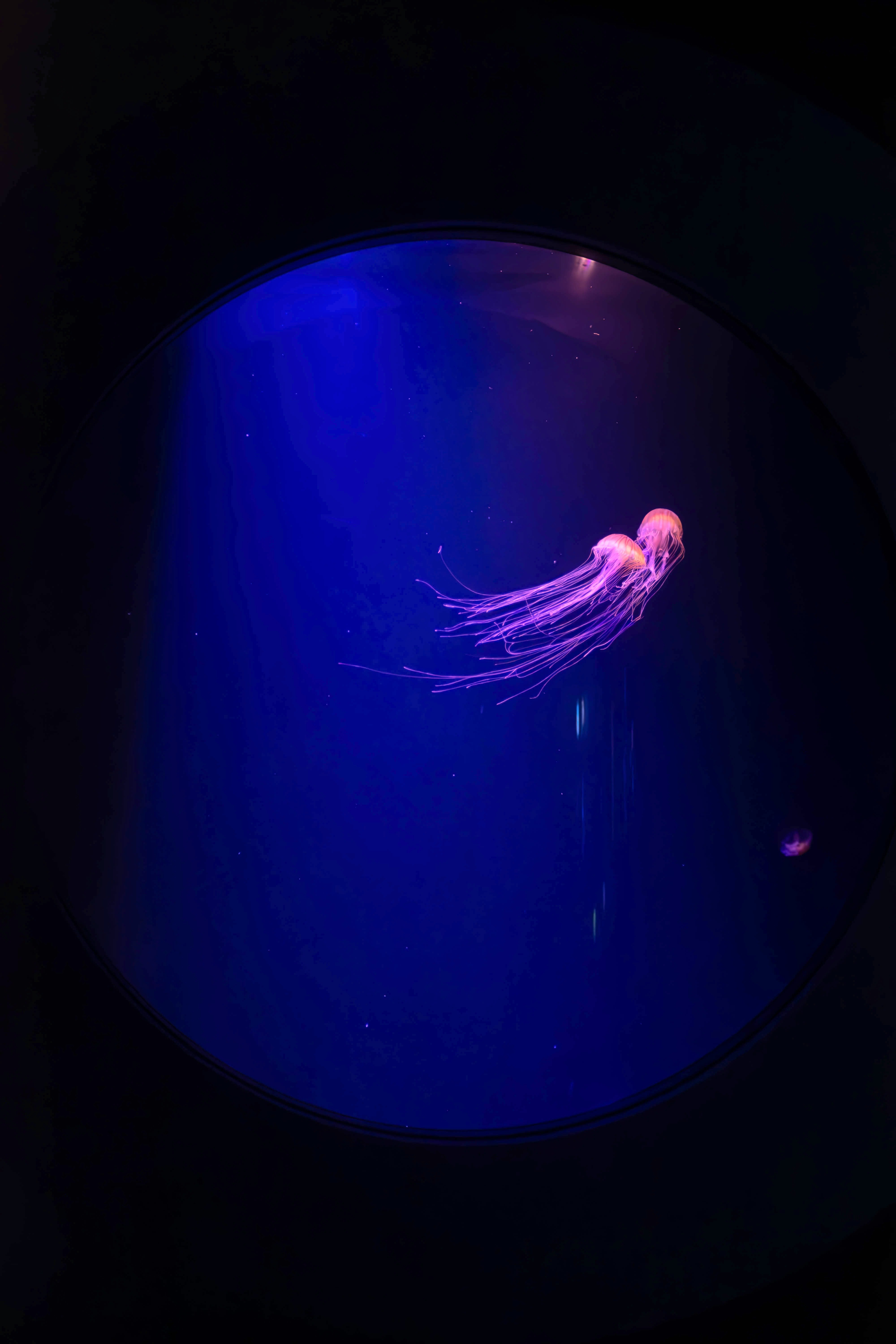 夜の水族館の青い水槽に浮かぶクラゲの幻想的な光