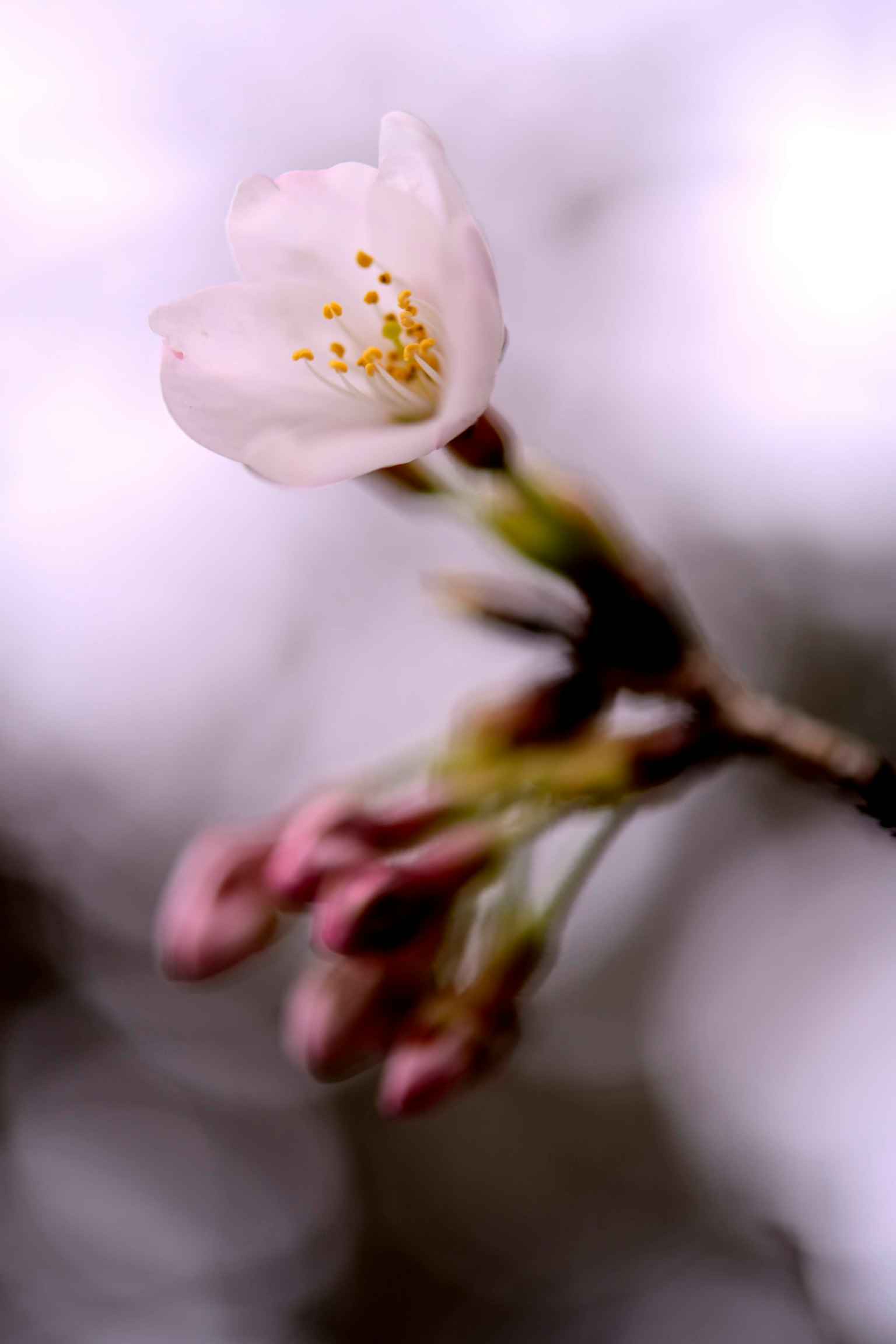 Flor de cerezo con botones sobre un fondo suave difuminado