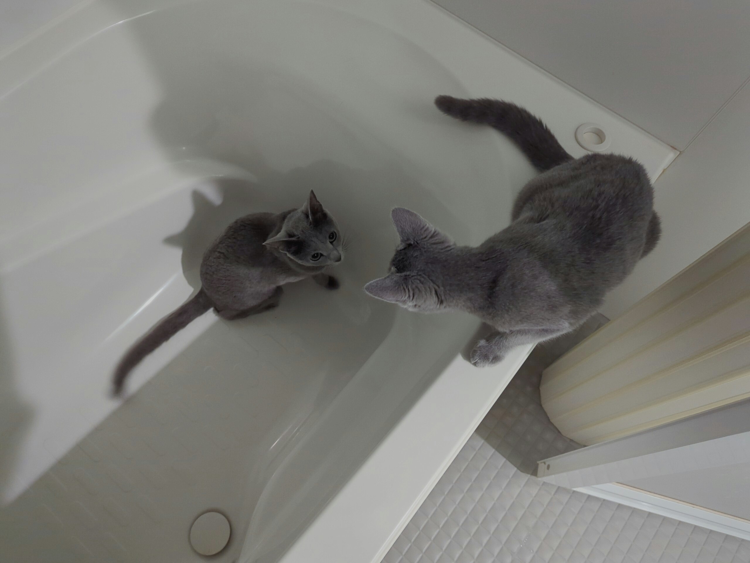 浴槽の中で寄り添う子猫たち